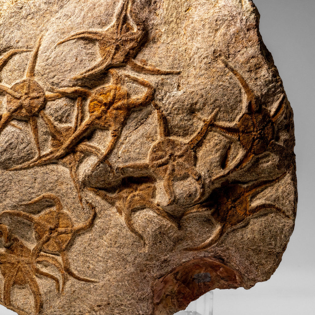Genuine Ophiuroidea Brittle Star Fossil (8 lbs)