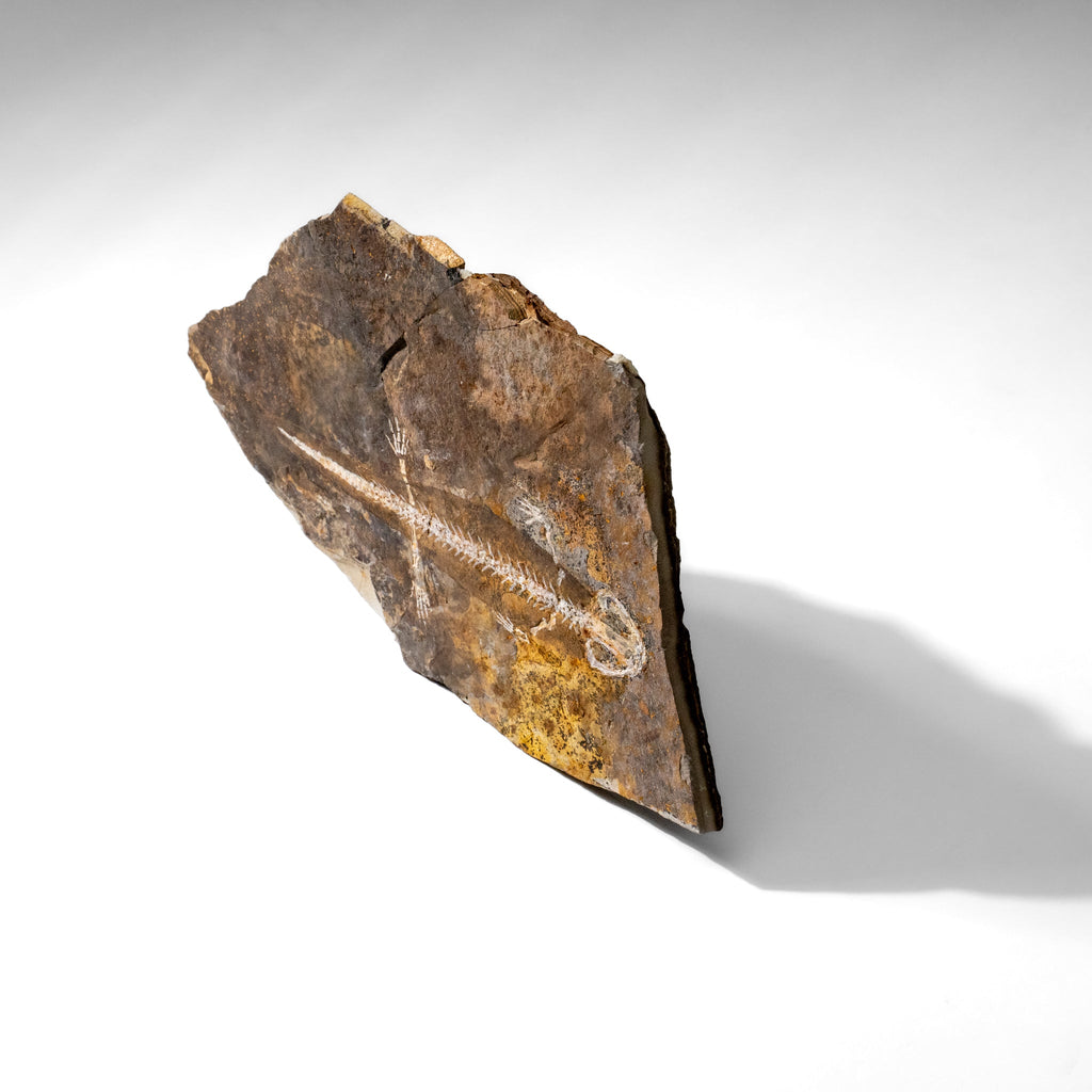 Genuine Liaoxitriton Fossil Plate (199.5 grams)