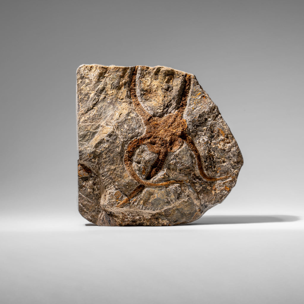Genuine Ophiuroidea Brittle Star Fossil (2.35 lbs)