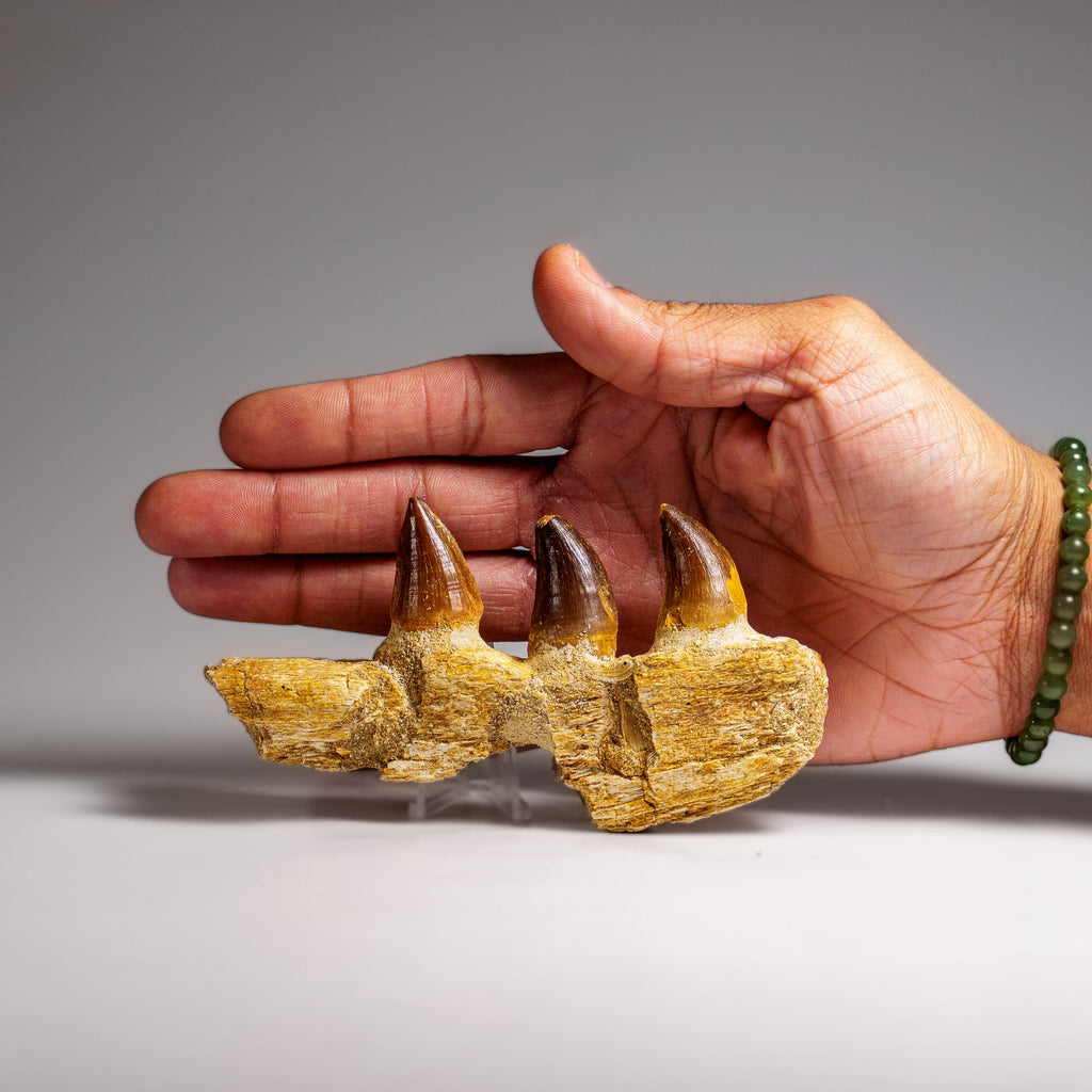 Genuine Mosasaur Tooth in a Fossilized Jaw bone (146.8 grams)