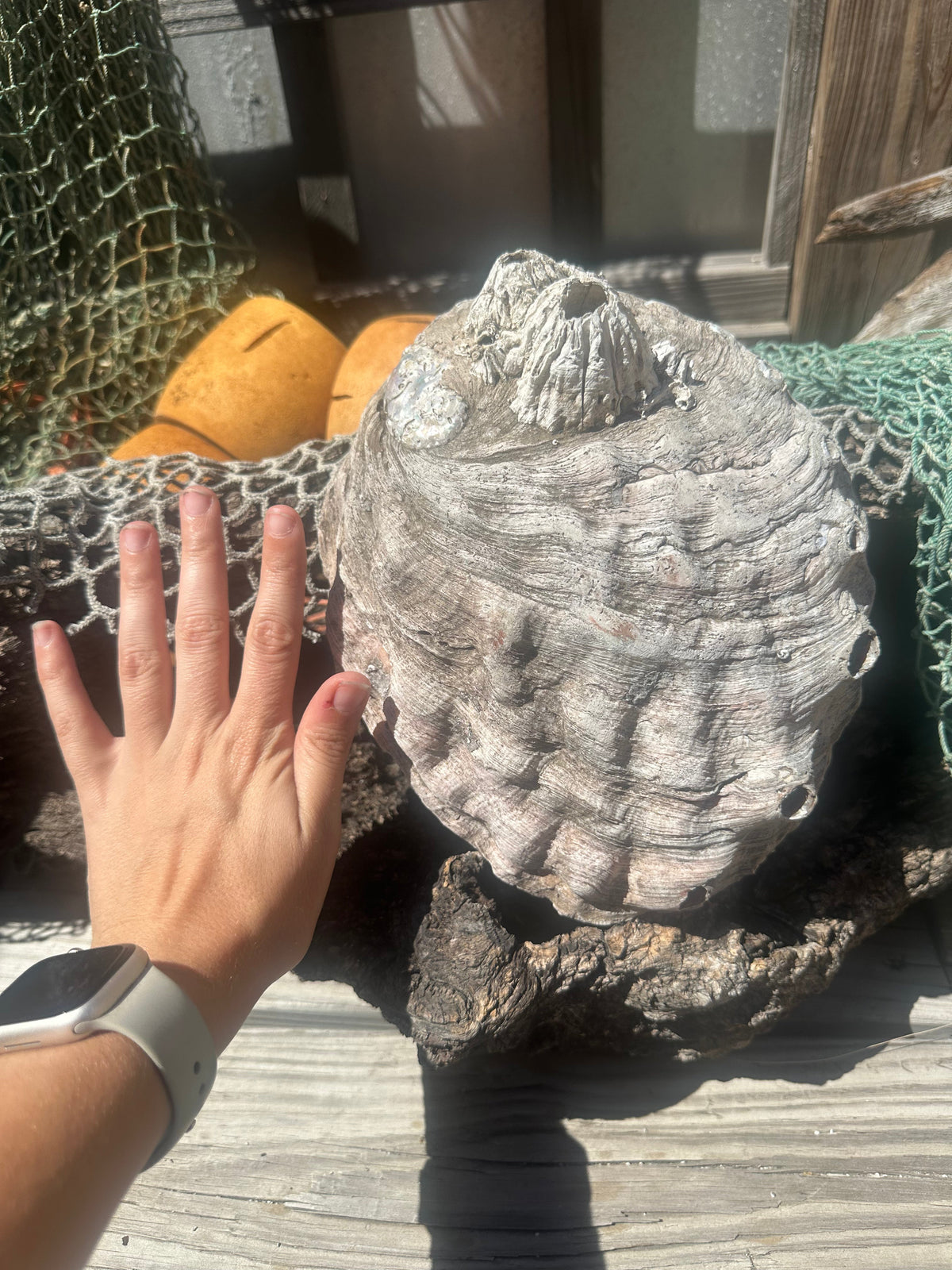 9" Raw Pink Abalone with Barnacle Growth - Haliotis corrugata