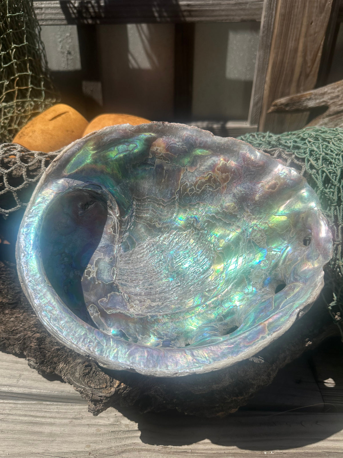9" Raw Pink Abalone with Barnacle Growth - Haliotis corrugata