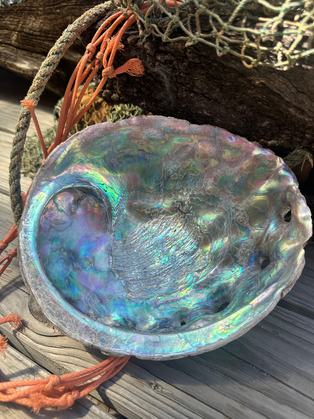 9" Raw Pink Abalone with Barnacle Growth - Haliotis corrugata