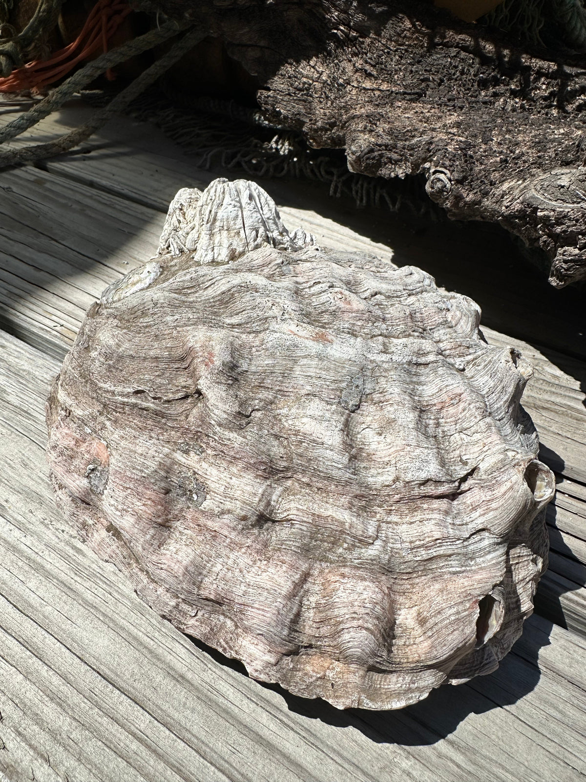 9" Raw Pink Abalone with Barnacle Growth - Haliotis corrugata