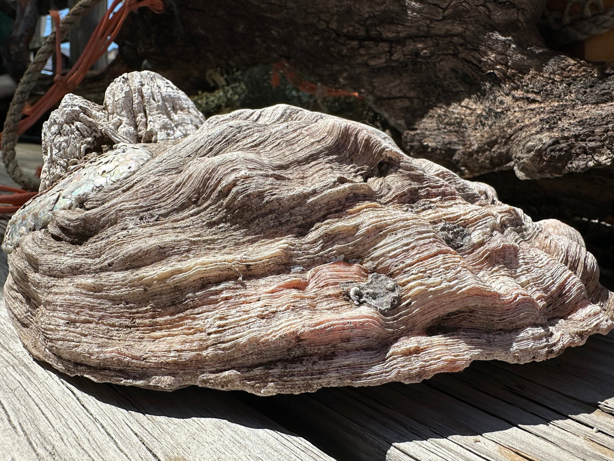 9" Raw Pink Abalone with Barnacle Growth - Haliotis corrugata