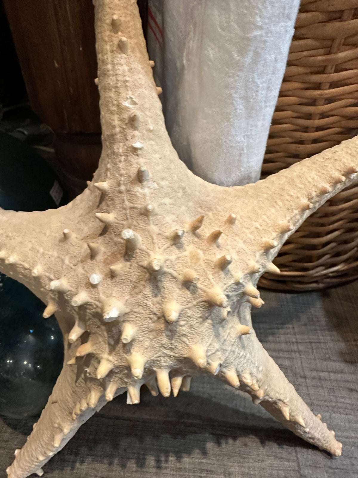 Vintage Thorny Tan Starfish Specimen 12" - Natural Marine Coastal Decor