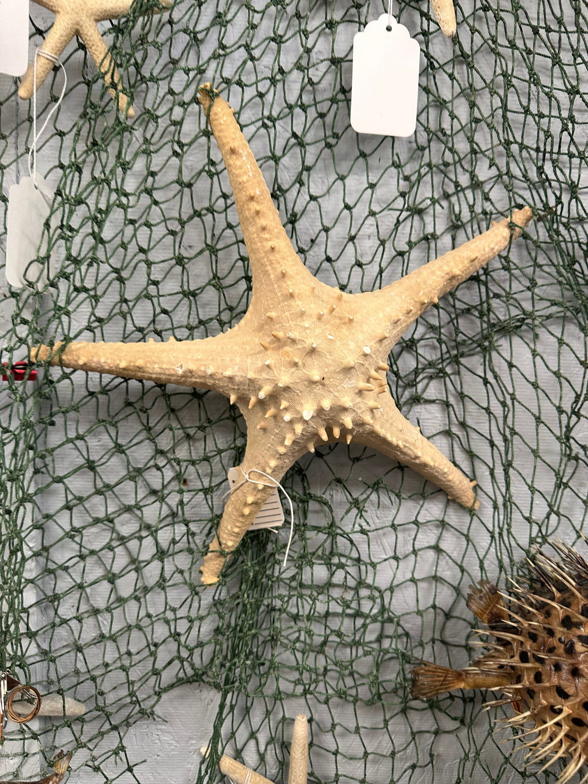 Vintage Thorny Tan Starfish Specimen 12" - Natural Marine Coastal Decor