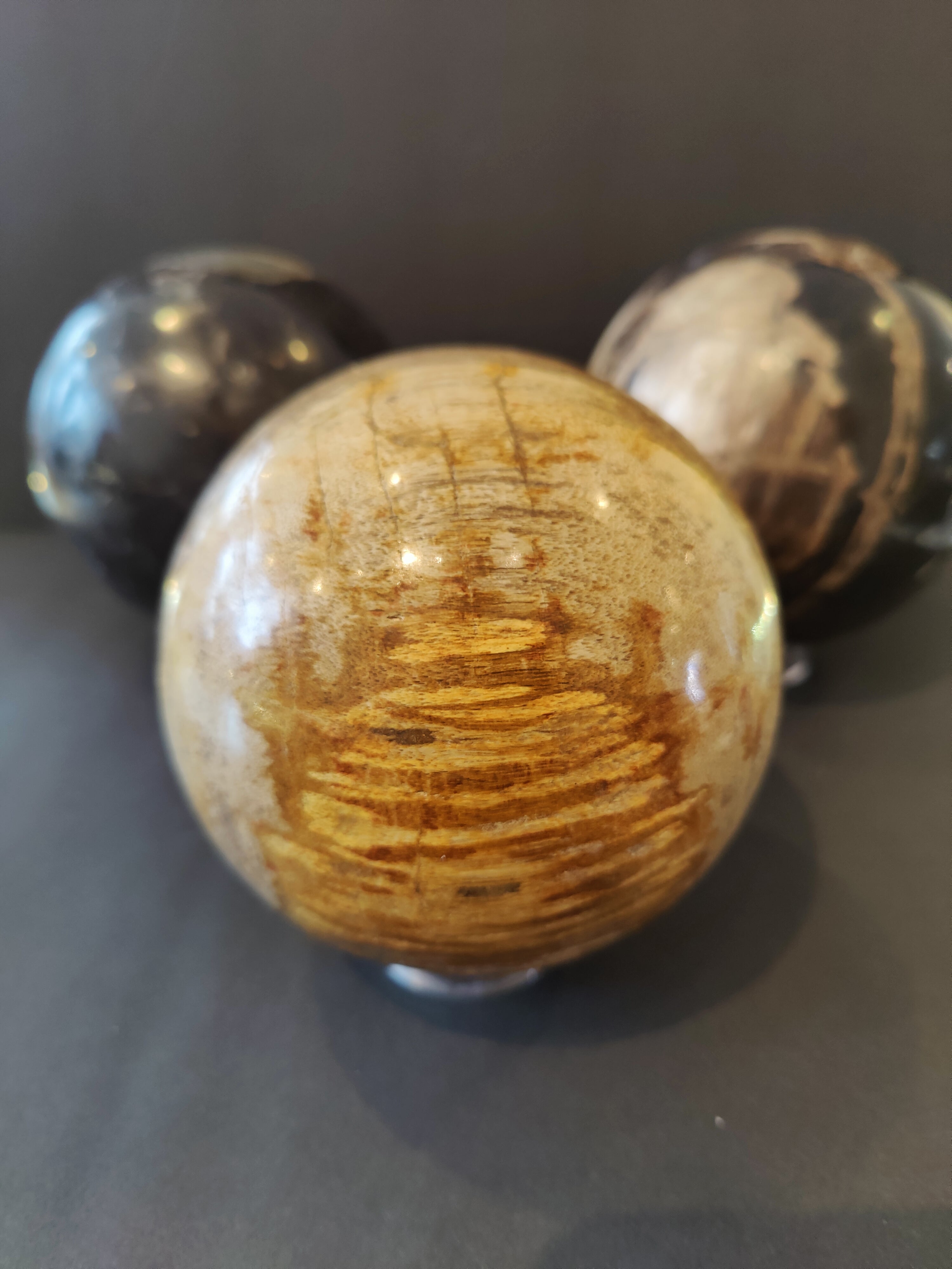 Petrified Wood Sphere by Rare Earth Gallery