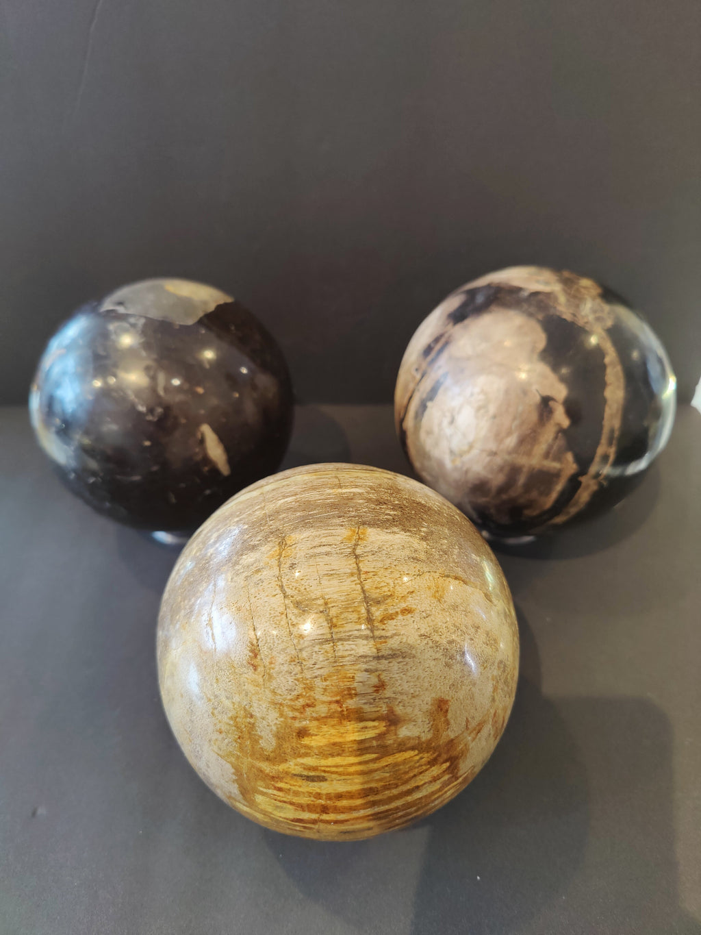 Petrified Wood Sphere by Rare Earth Gallery
