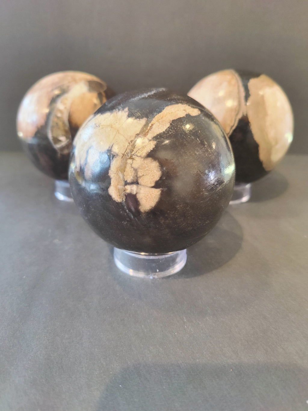 Petrified Wood Sphere by Rare Earth Gallery