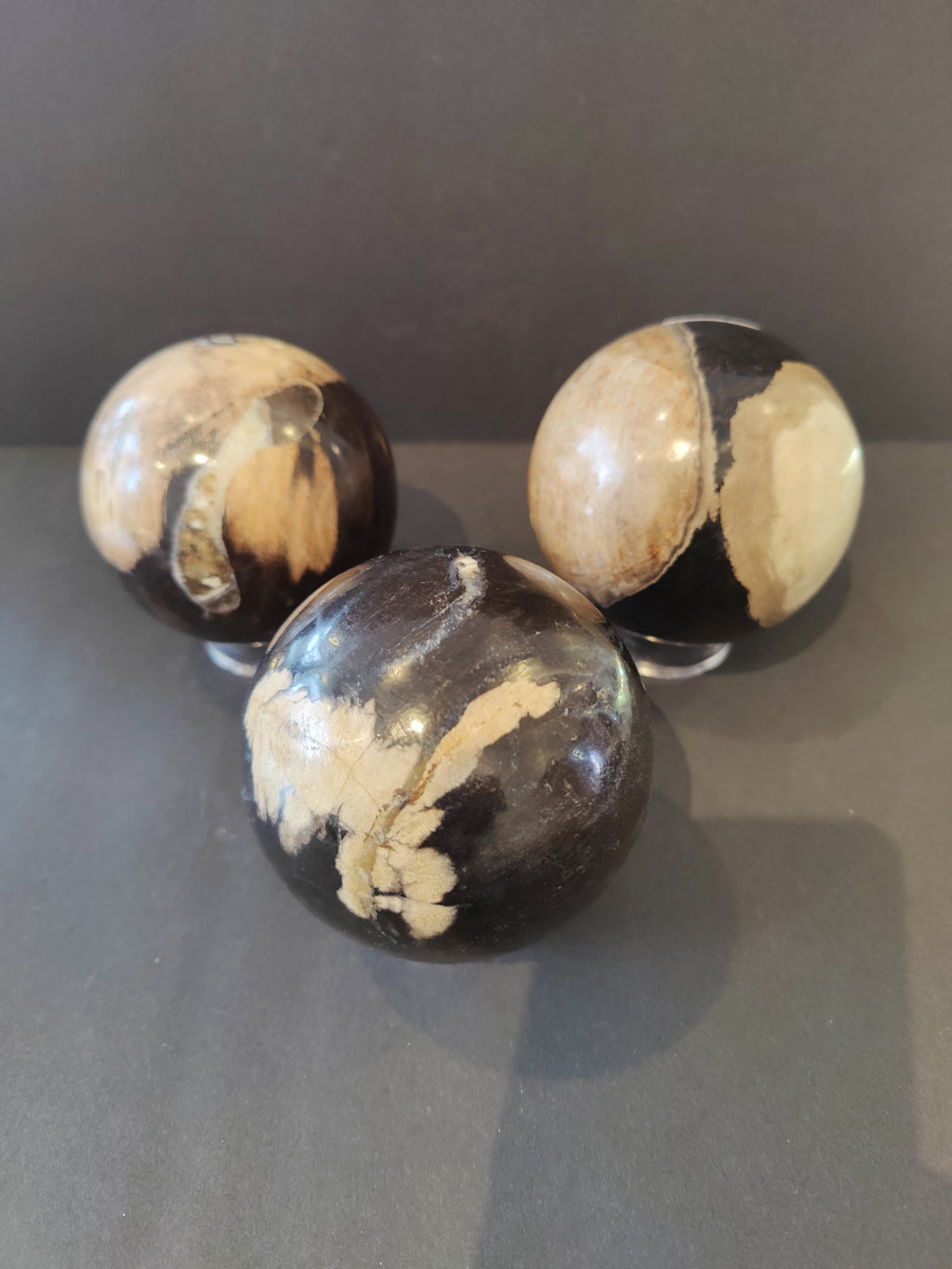 Petrified Wood Sphere by Rare Earth Gallery