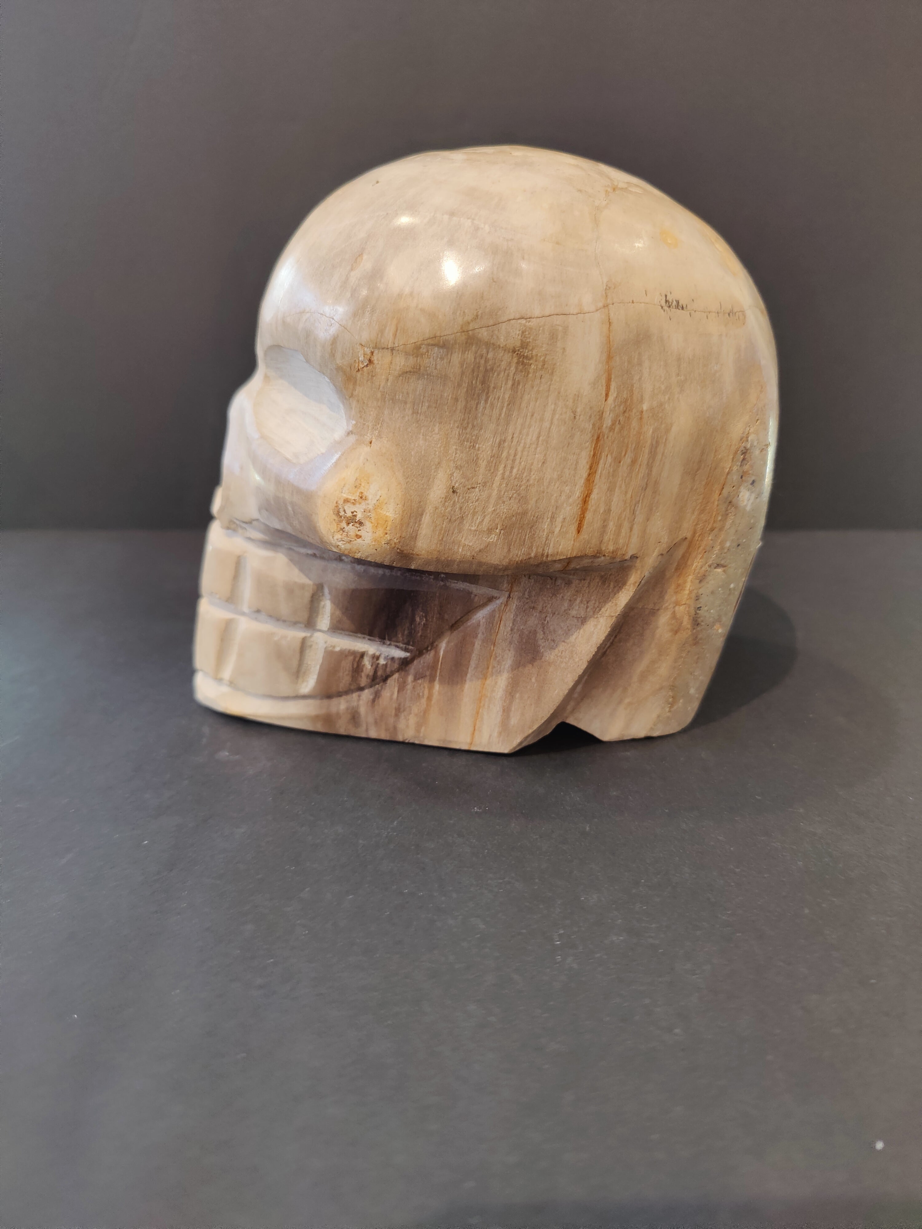 Petrified Wood Skull Sculpture by Rare Earth Gallery