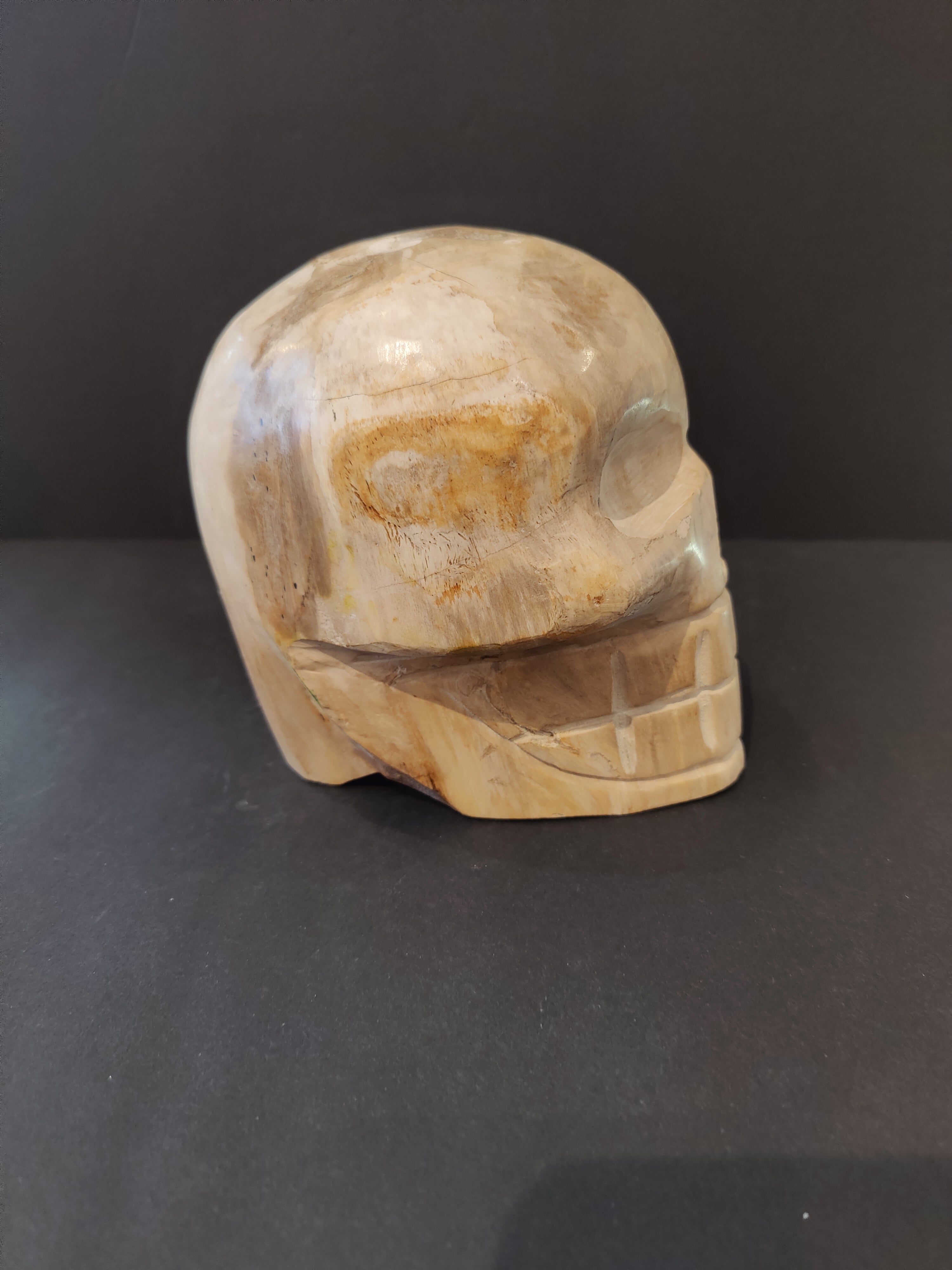 Petrified Wood Skull Sculpture by Rare Earth Gallery