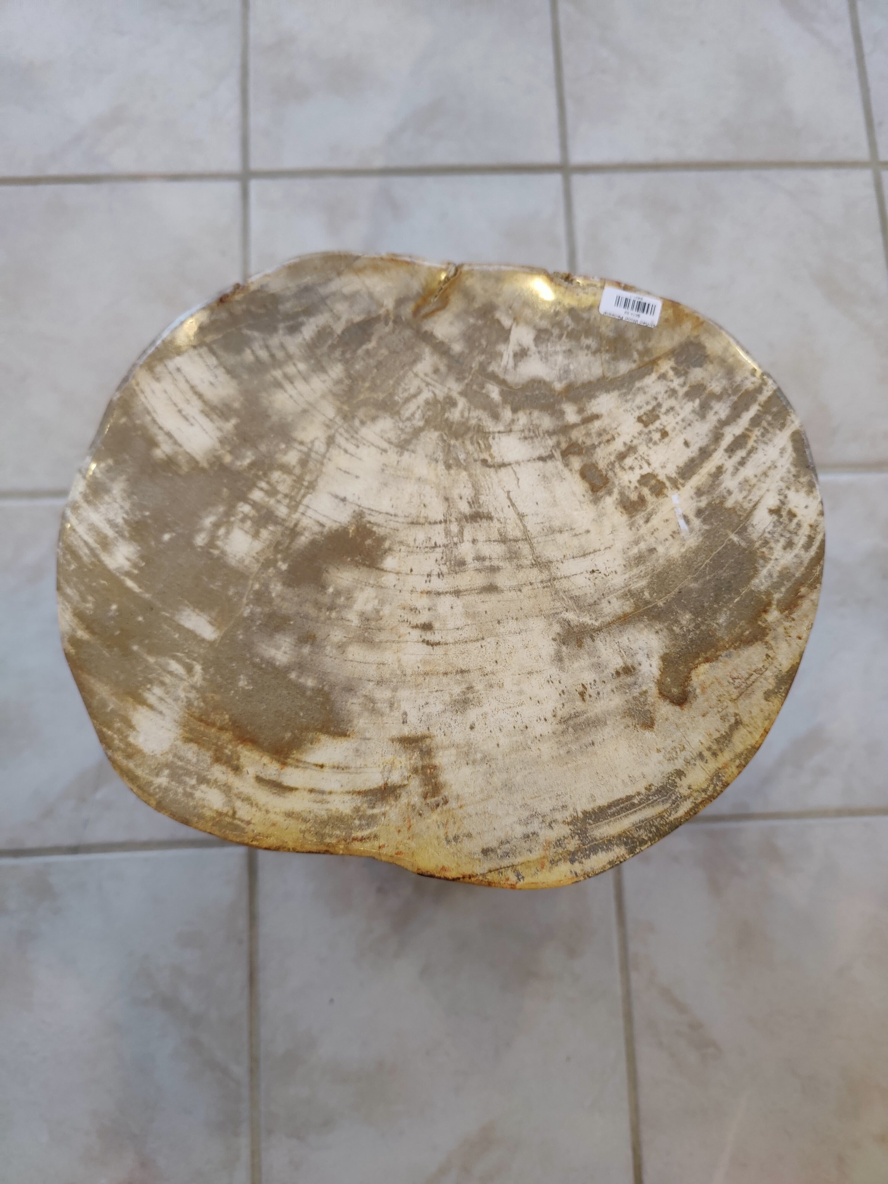 Petrified Wood Pedestal by Rare Earth Gallery