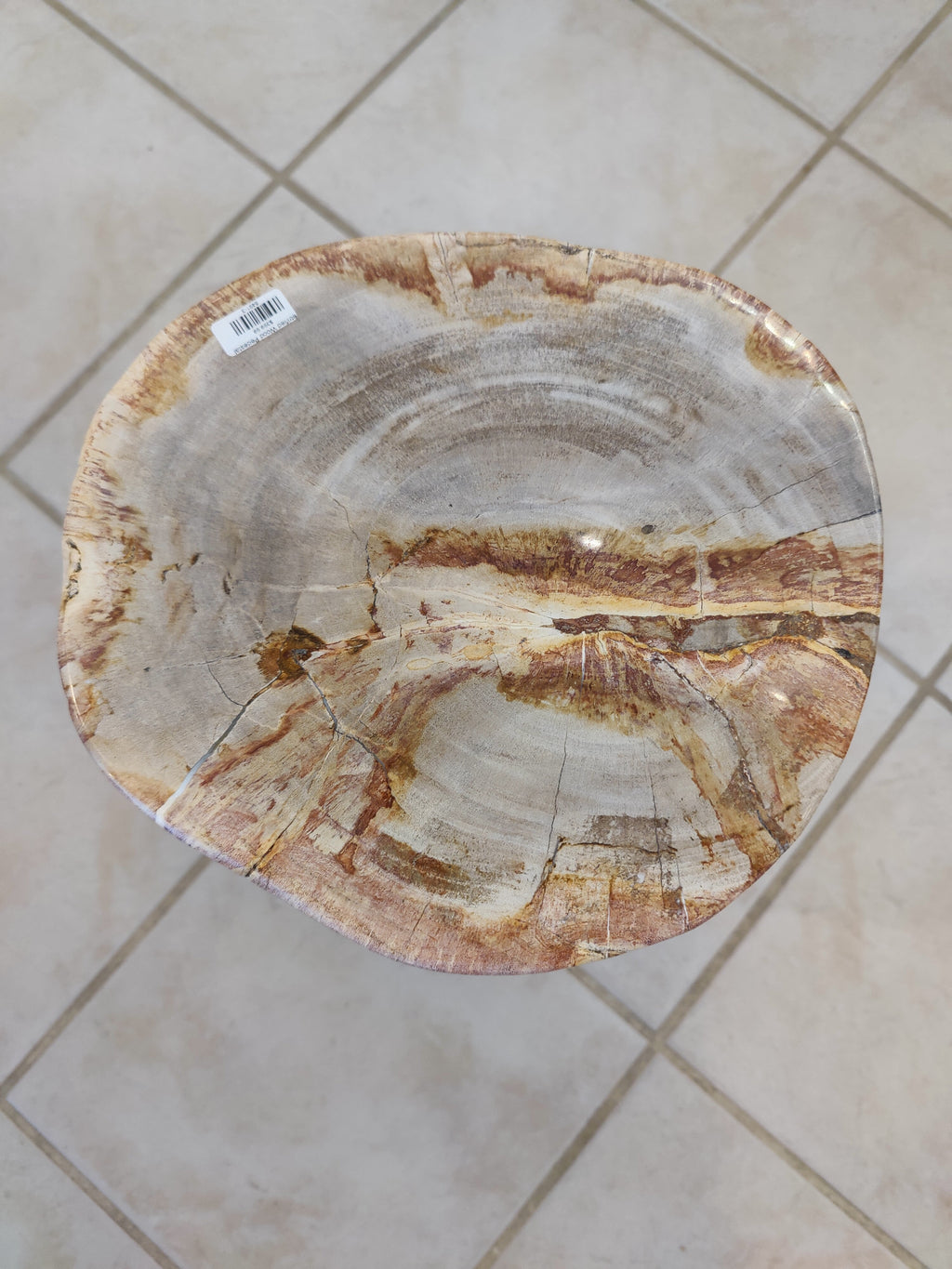 Petrified Wood Pedestal by Rare Earth Gallery