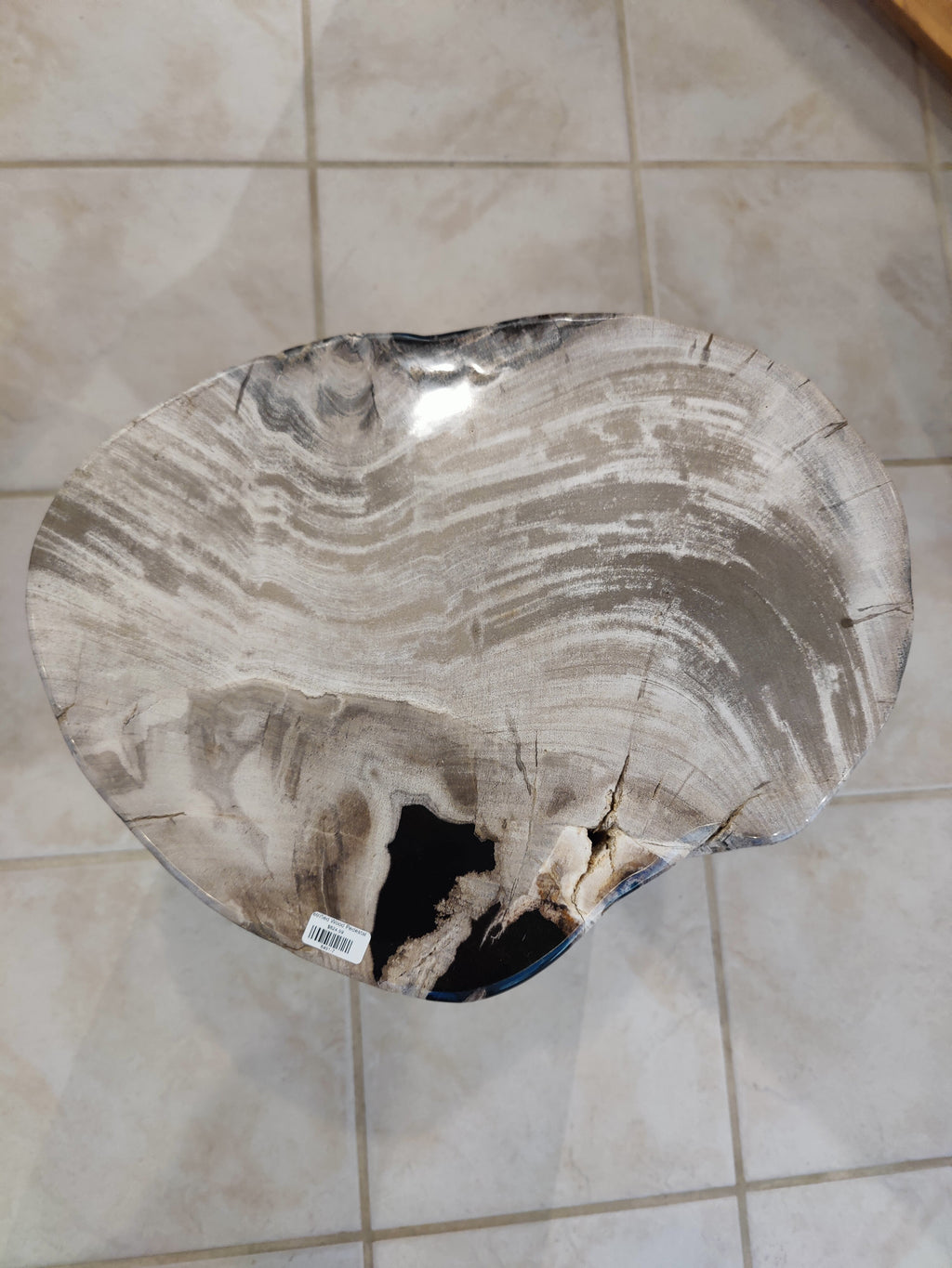 Petrified Wood Pedestal by Rare Earth Gallery