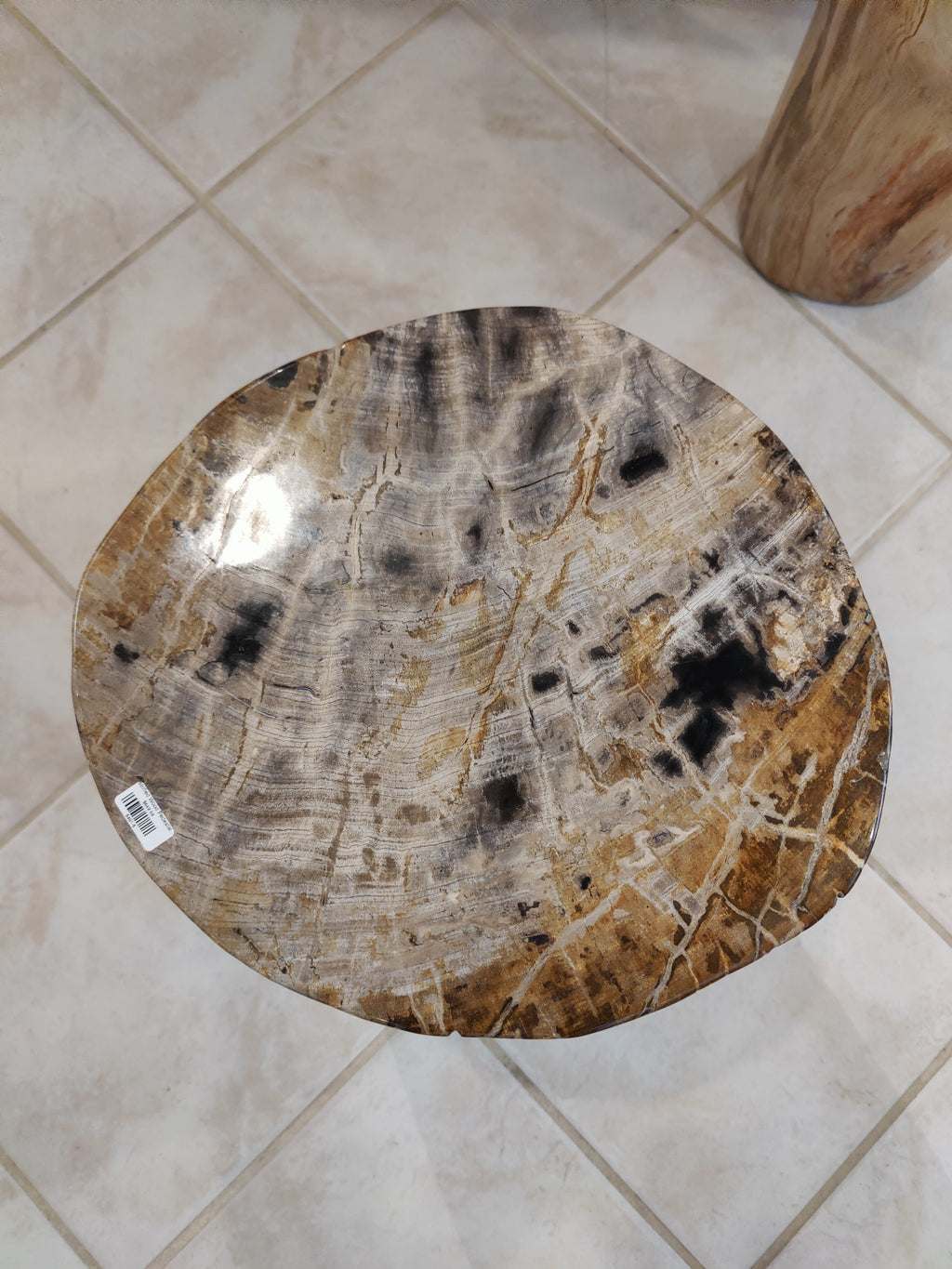 Petrified Wood Pedestal by Rare Earth Gallery
