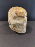 Petrified Wood Skull Sculpture by Rare Earth Gallery