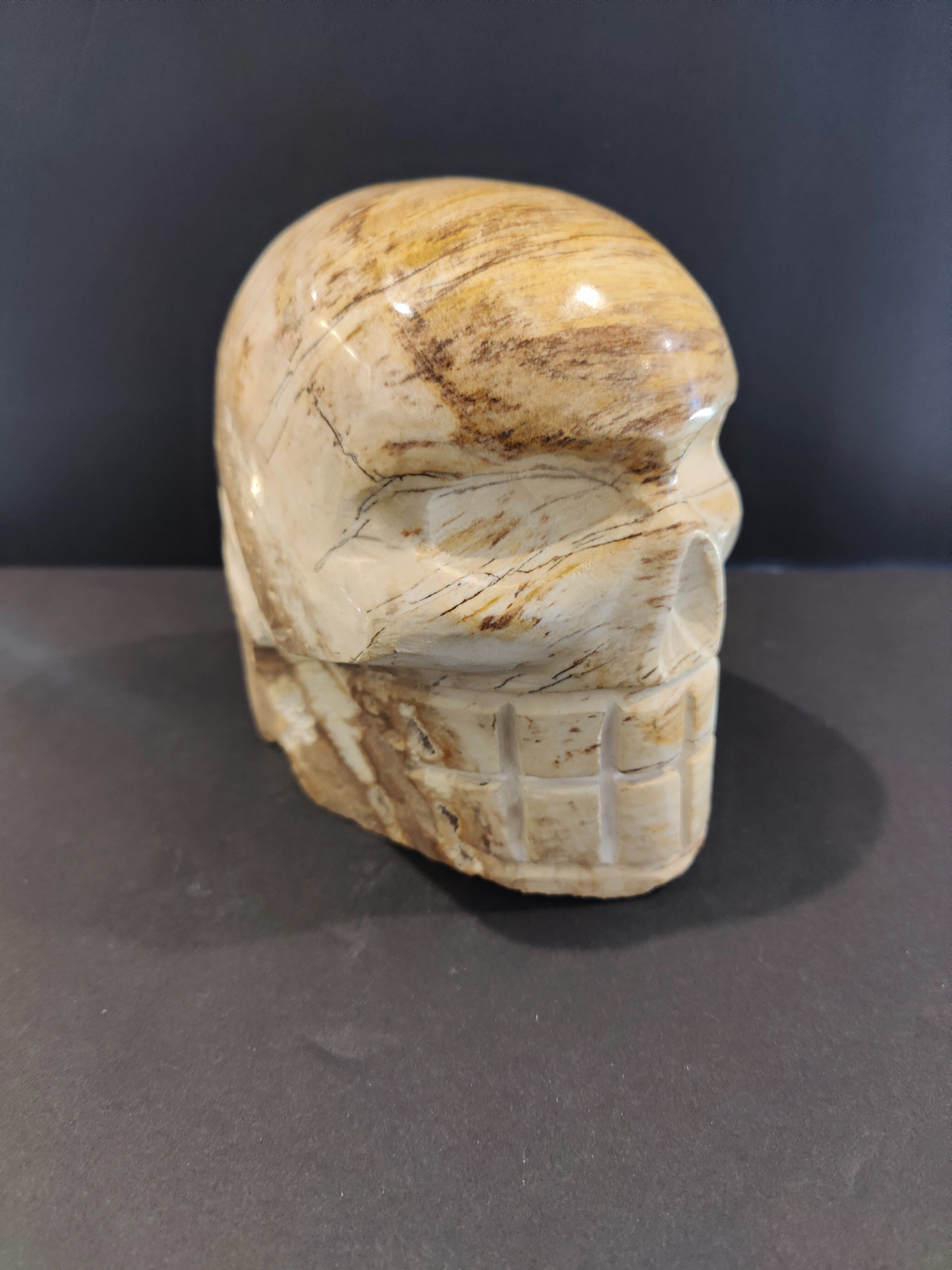 Petrified Wood Skull Sculpture by Rare Earth Gallery