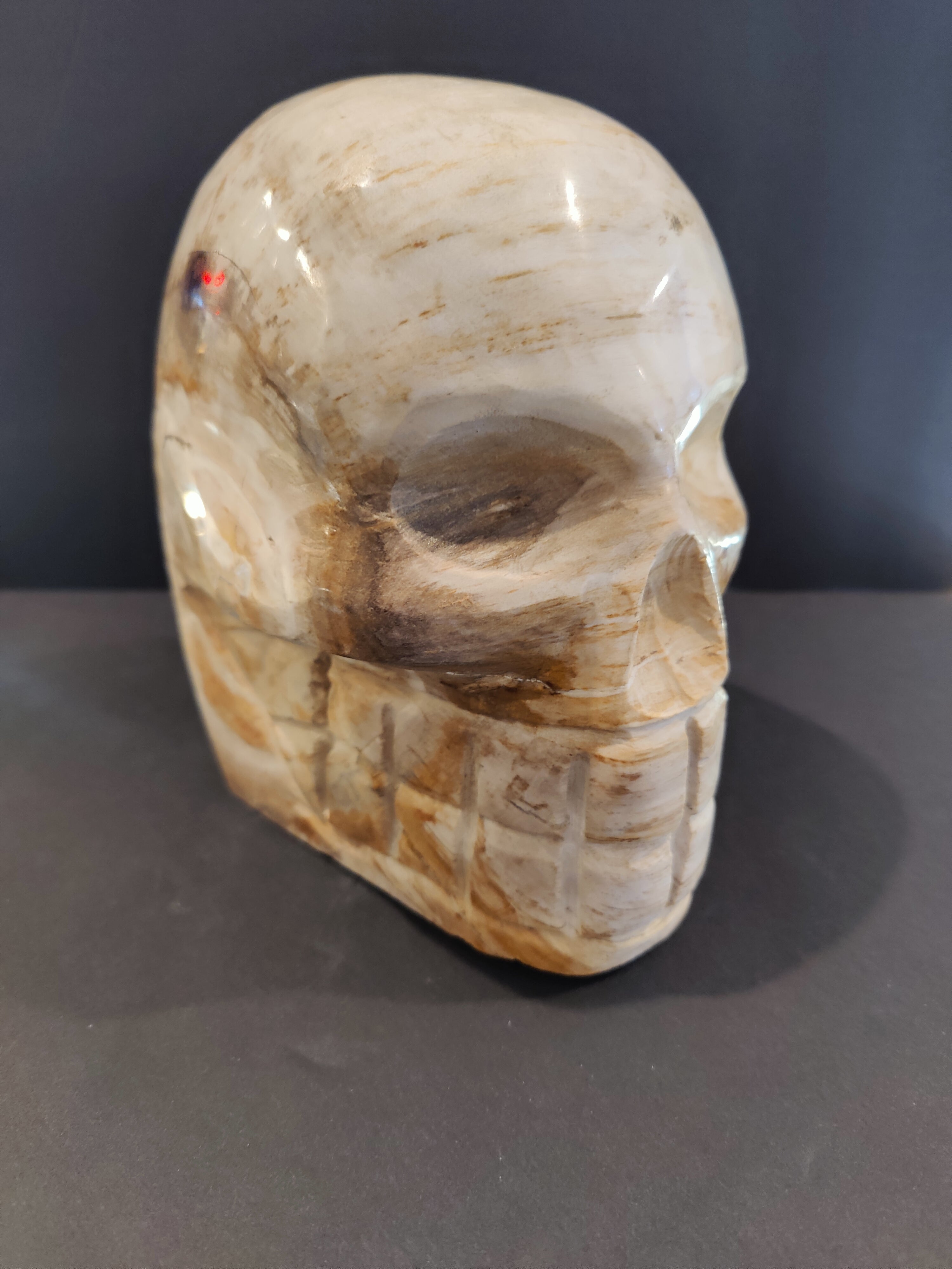 Petrified Wood Skull Sculpture by Rare Earth Gallery