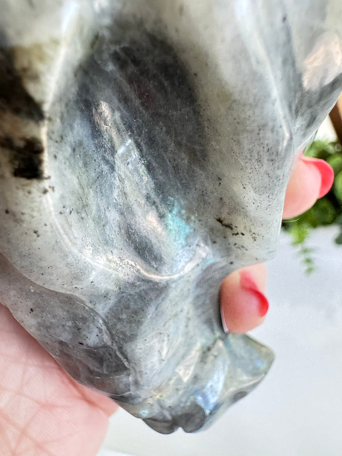 Labradorite Dragon Head (C) for Transitions, 4.25 Inch