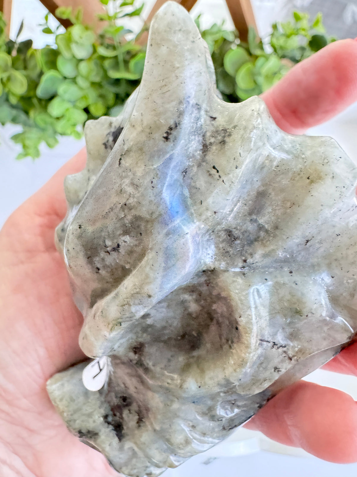 Labradorite Dragon Head (H) for Transitions, 4.25 Inch