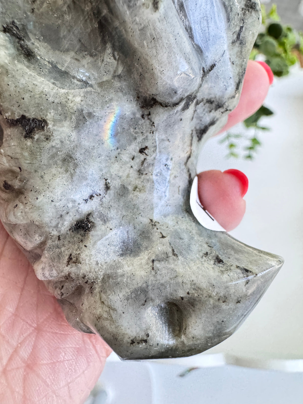 Labradorite Dragon Head (H) for Transitions, 4.25 Inch