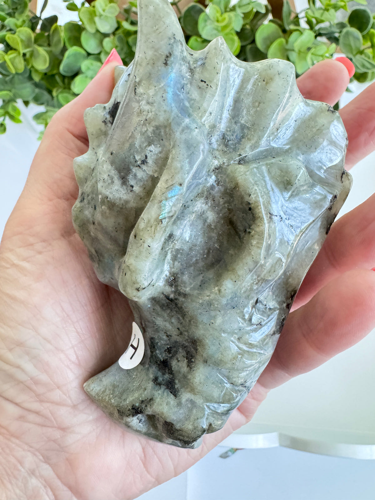 Labradorite Dragon Head (H) for Transitions, 4.25 Inch