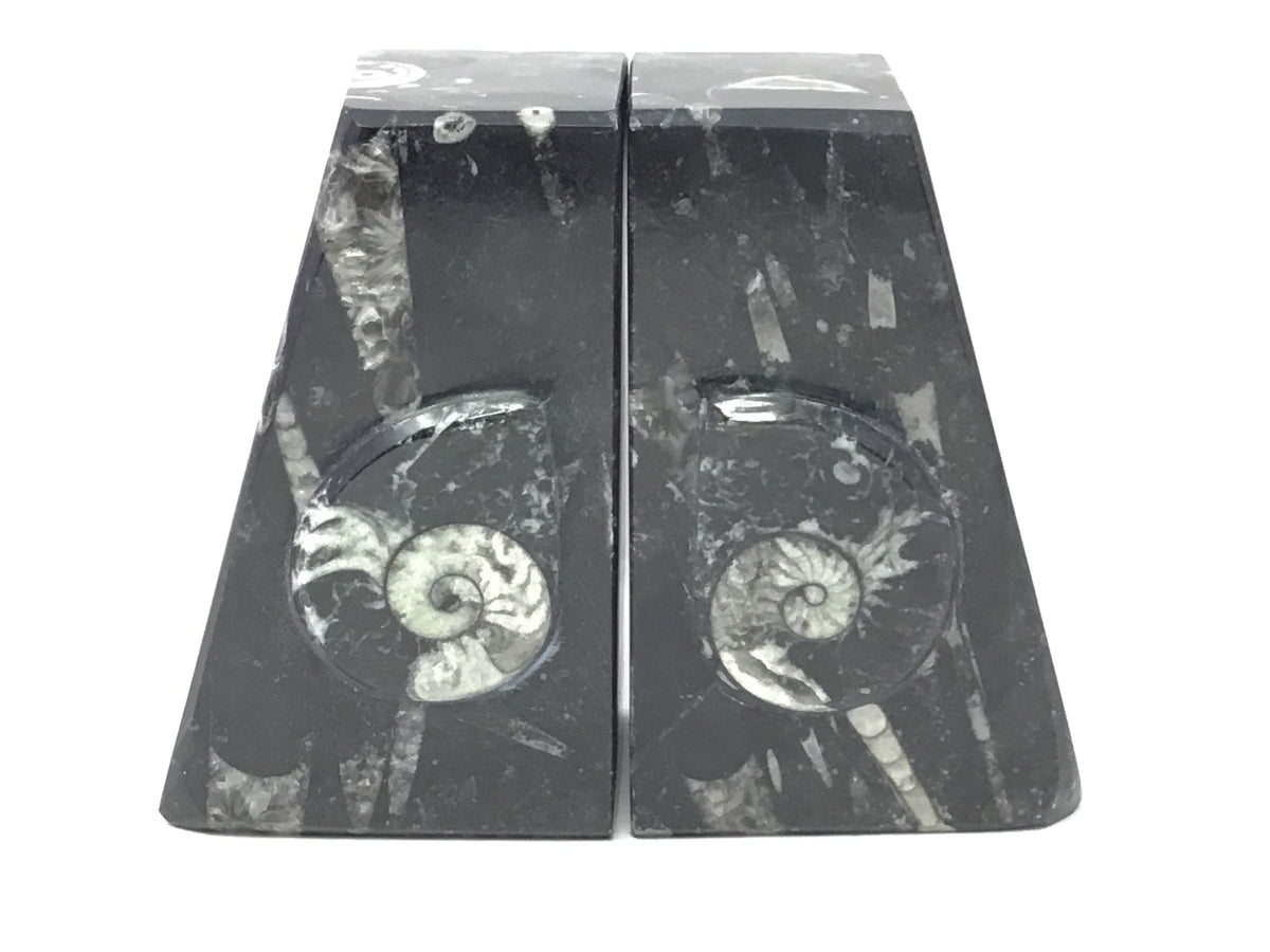 Ammonite and Orthoceras Fossil Bookends in Black Seabed - Trapezoid