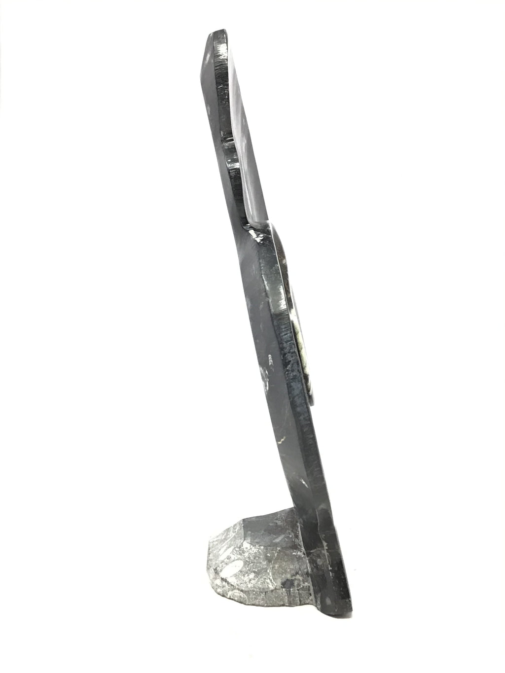 Ammonite and Orthoceras Sculpture with Ammonite Shape on Base in Black Seabed