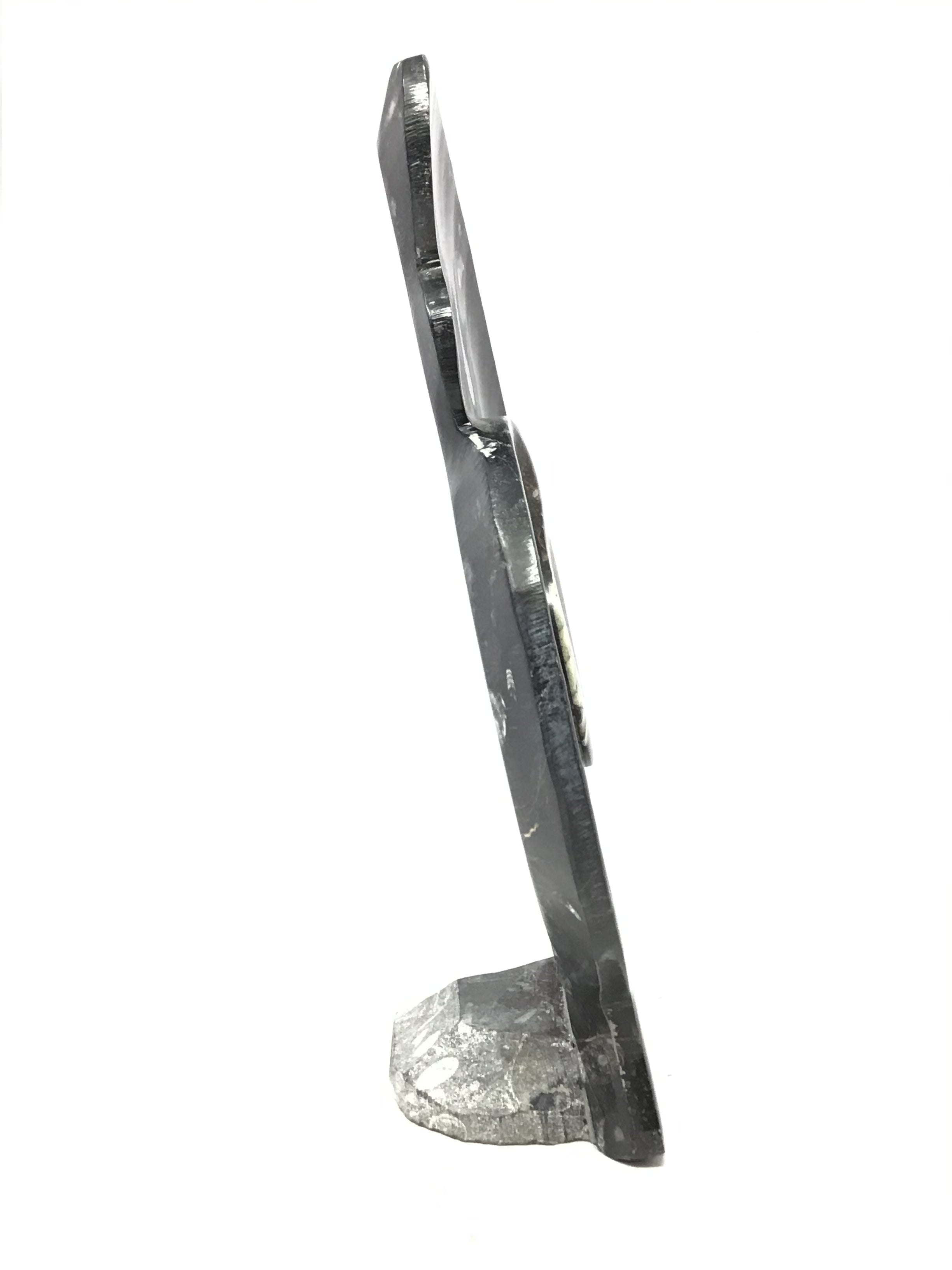 Ammonite and Orthoceras Sculpture with Ammonite Shape on Base in Black Seabed