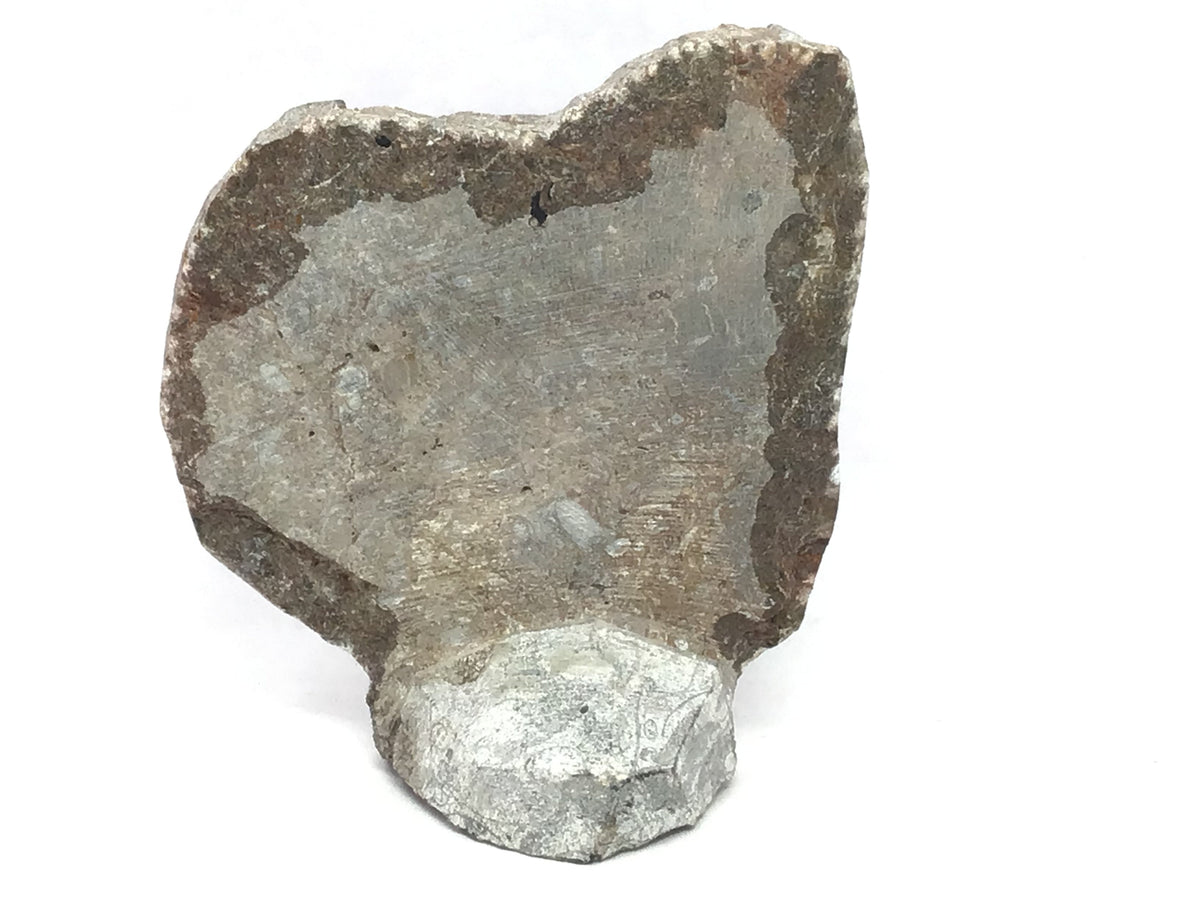 Orthoceras and Ammonite Fossil Plaque with Base from Morocco - Small