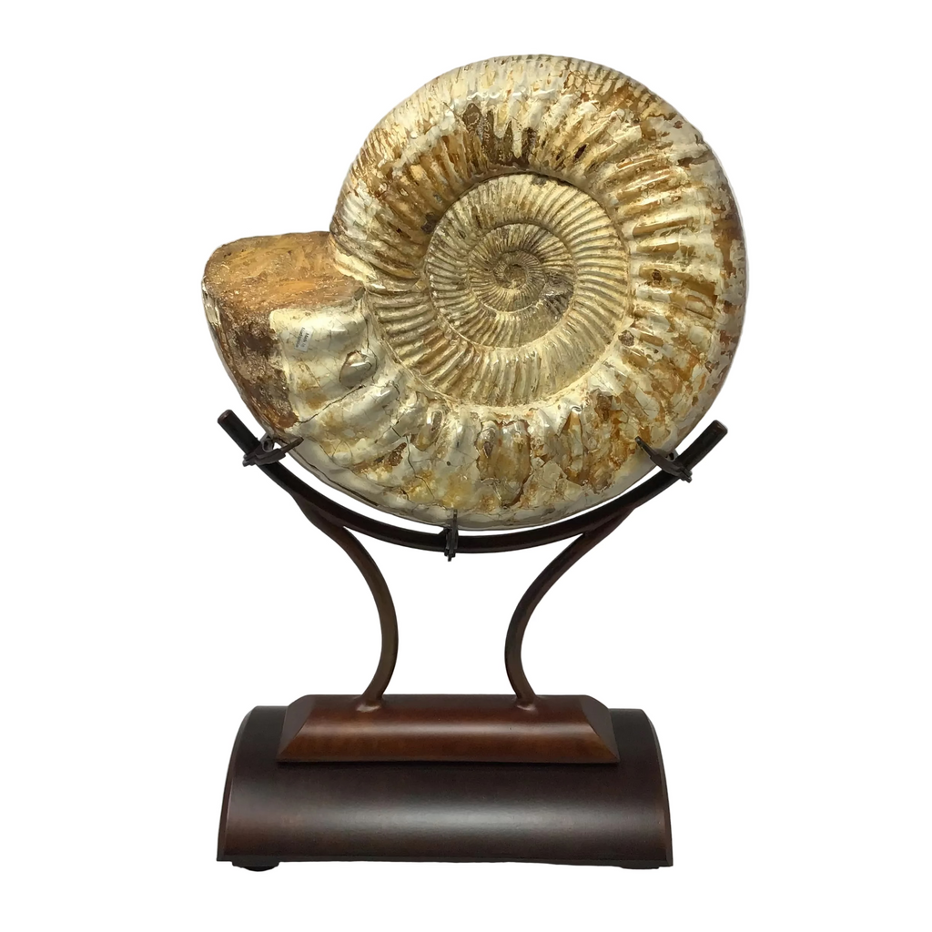 Whole Polished Ammonite In Custom Claw Stand with Rust Patina Finish
