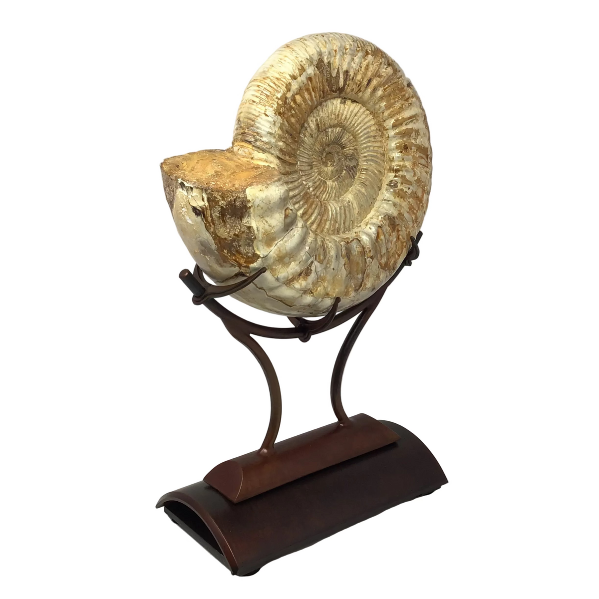 Whole Polished Ammonite In Custom Claw Stand with Rust Patina Finish