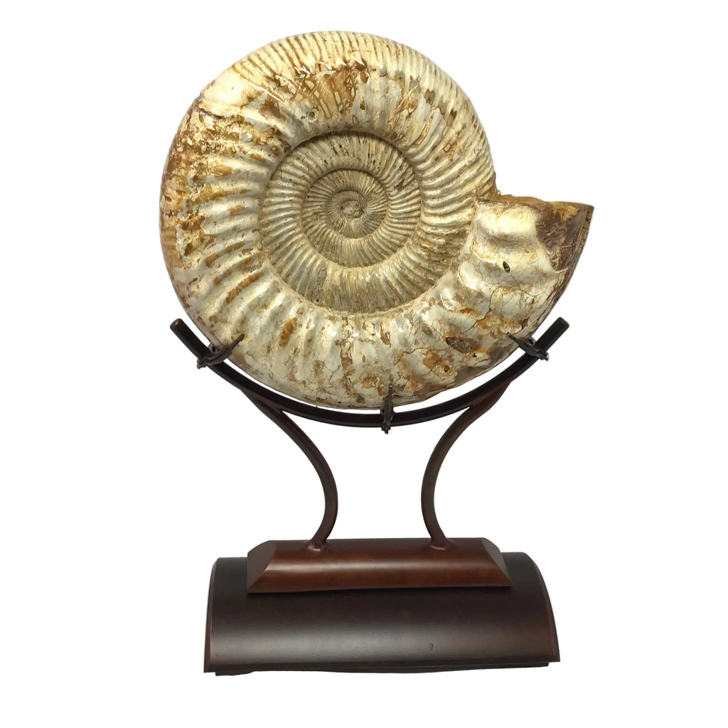 Whole Polished Ammonite In Custom Claw Stand with Rust Patina Finish