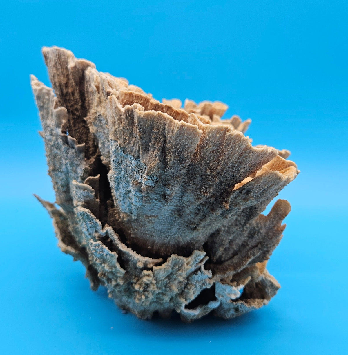 Natural Poca Coral Specimen 10-12” – (Montipora sp.)