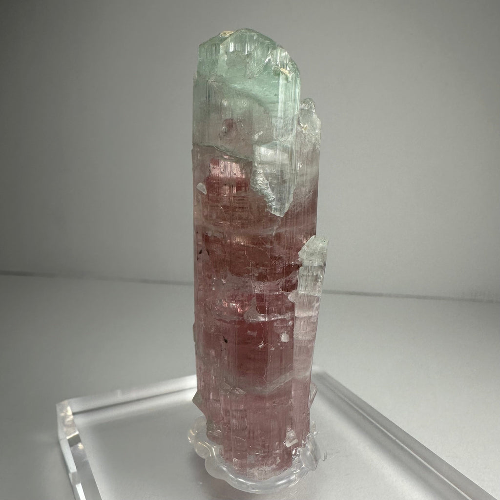 Watermelon Tourmaline by Rare Earth Gallery