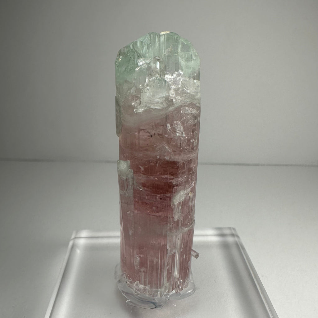 Watermelon Tourmaline by Rare Earth Gallery