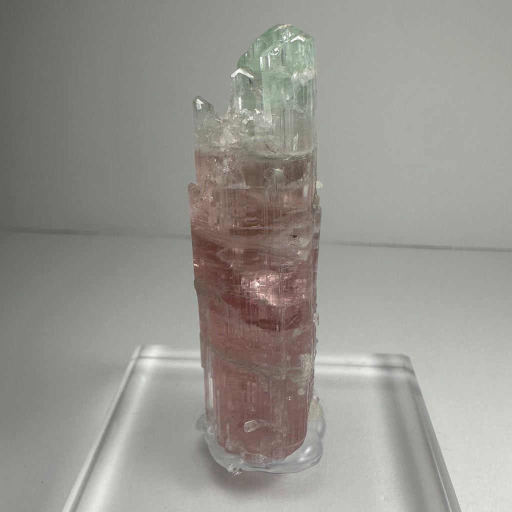 Watermelon Tourmaline by Rare Earth Gallery