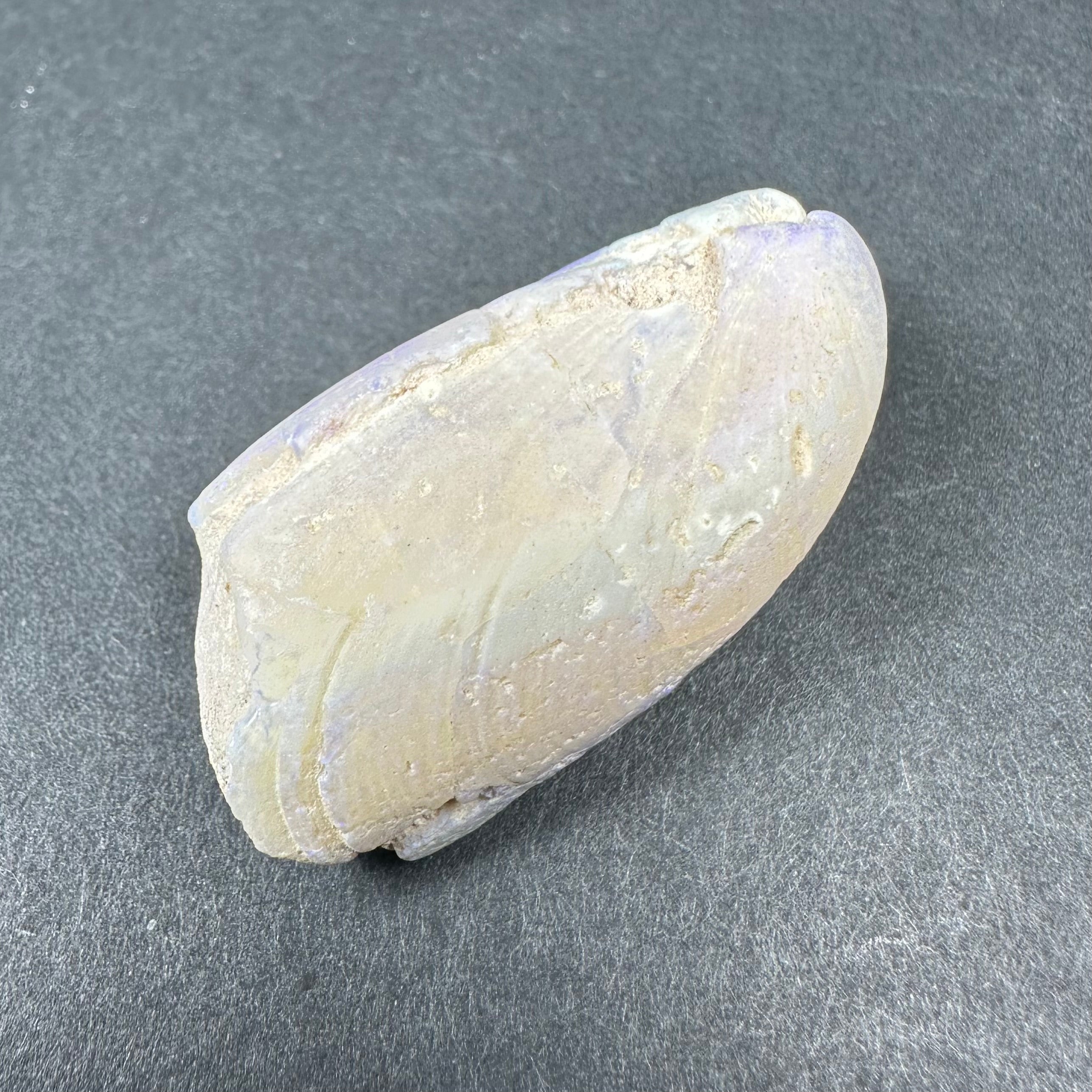Natural Opalized Clam Shell