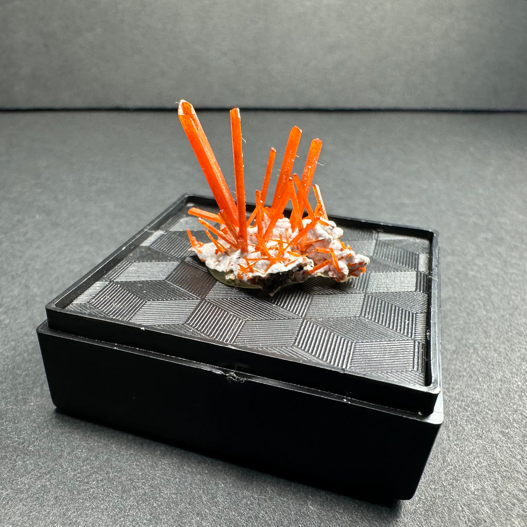 Crocoite on Matrix Adelaide Mine, Dundas, Tasmania, Australia by Rare Earth Gallery