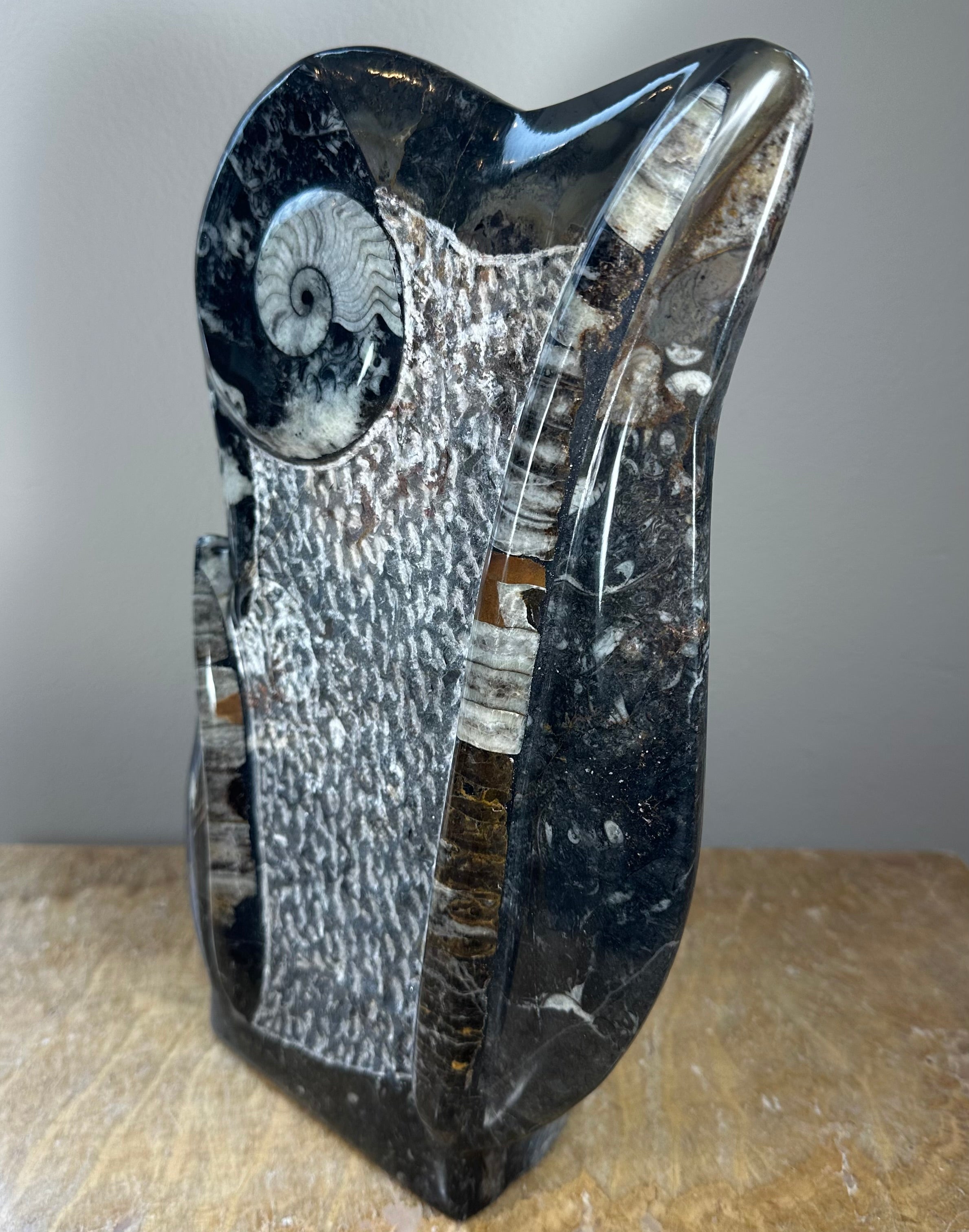 Ammonite Fossils in Matrix Sculpture by Rare Earth Gallery