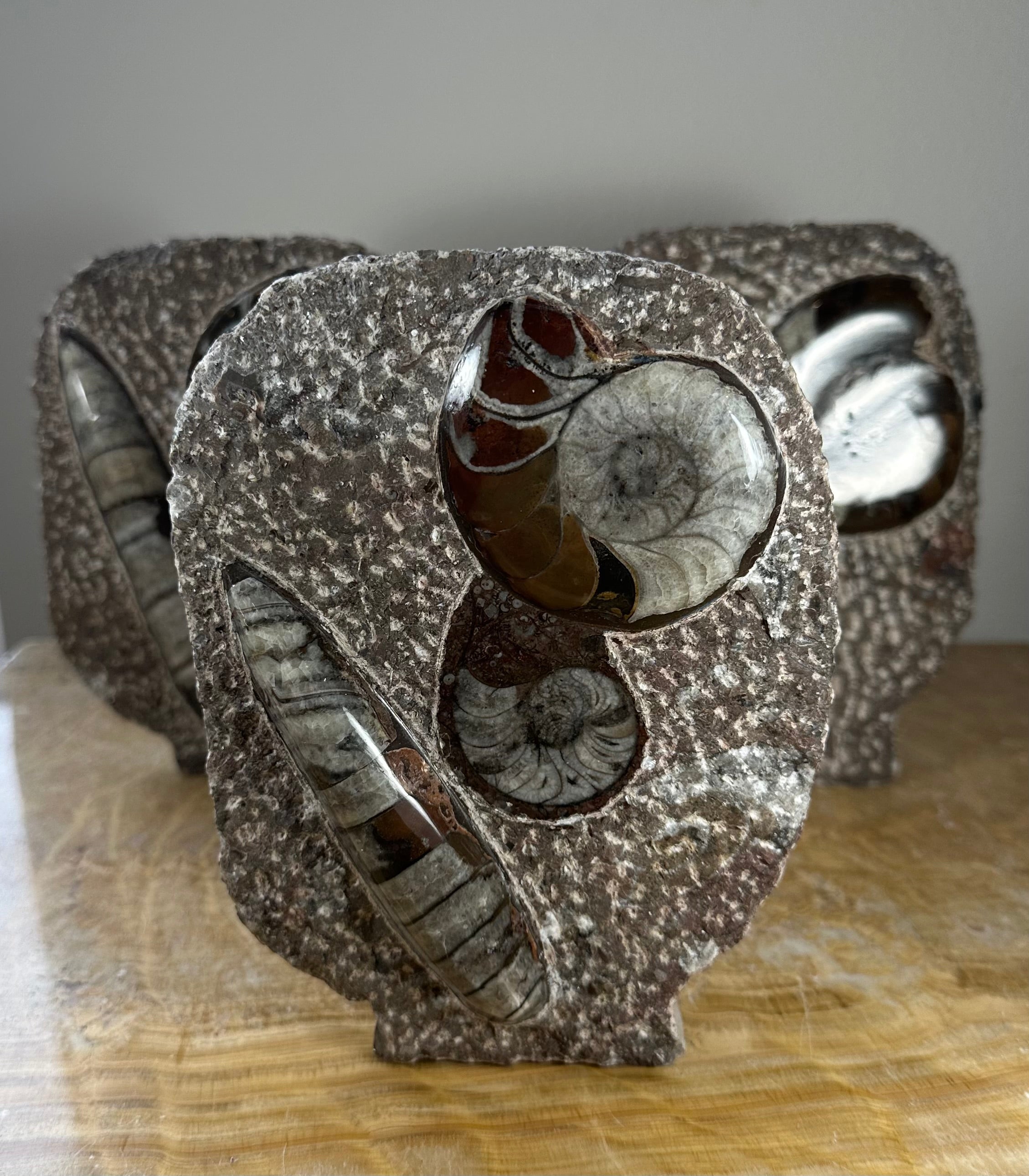 Ammonite Fossils in Matrix Sculpture by Rare Earth Gallery