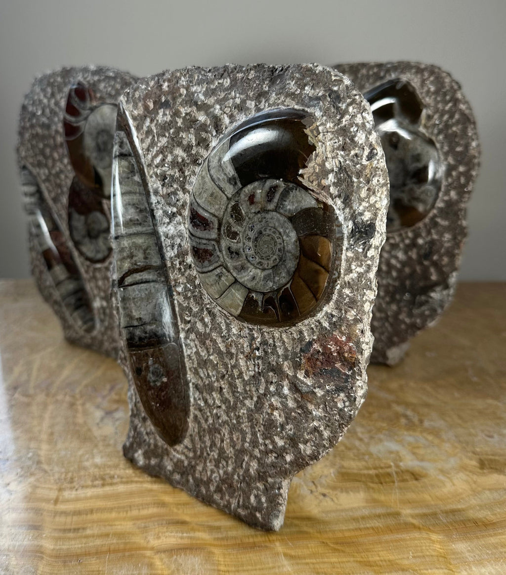 Ammonite Fossils in Matrix Sculpture by Rare Earth Gallery