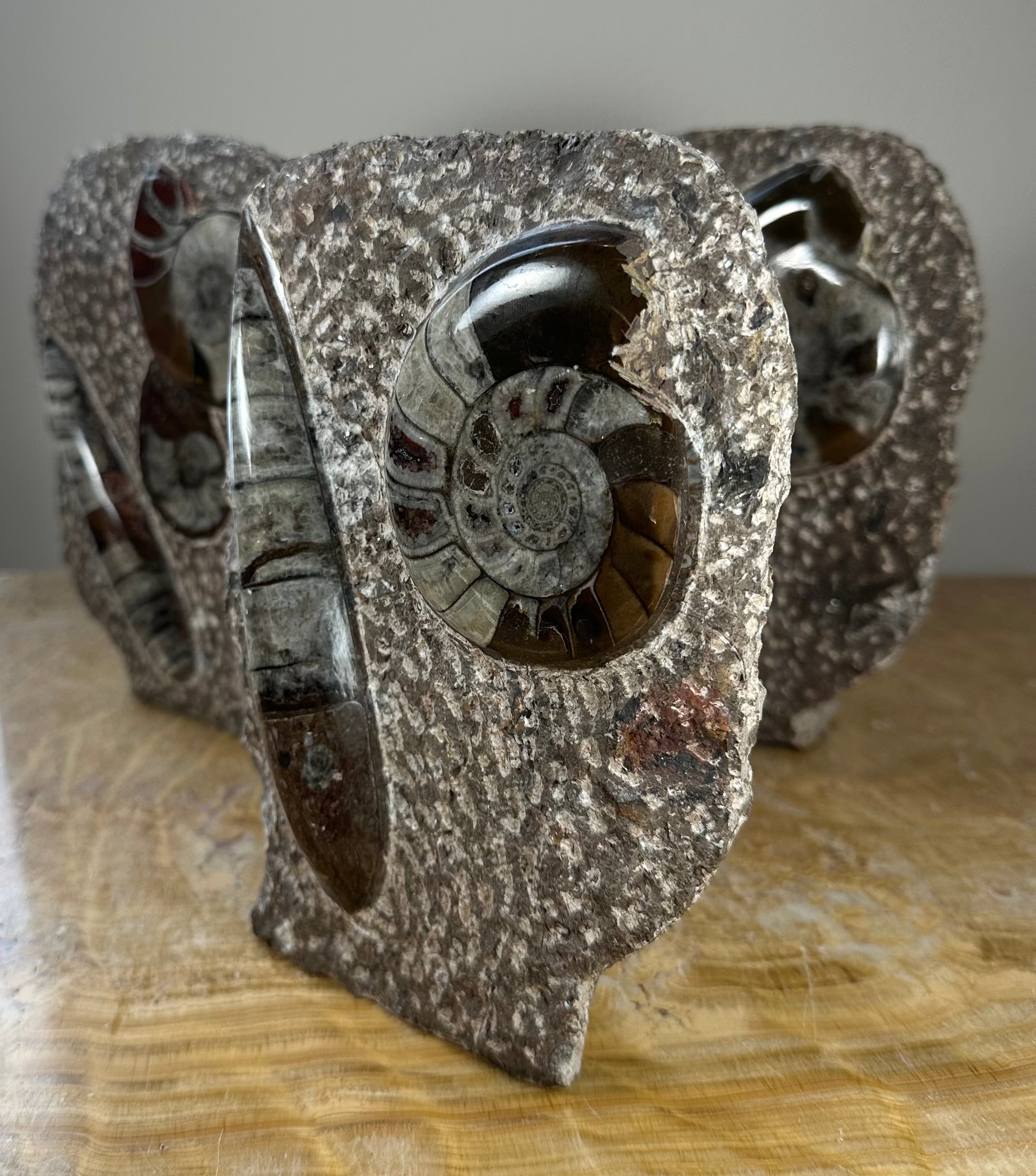 Ammonite Fossils in Matrix Sculpture by Rare Earth Gallery