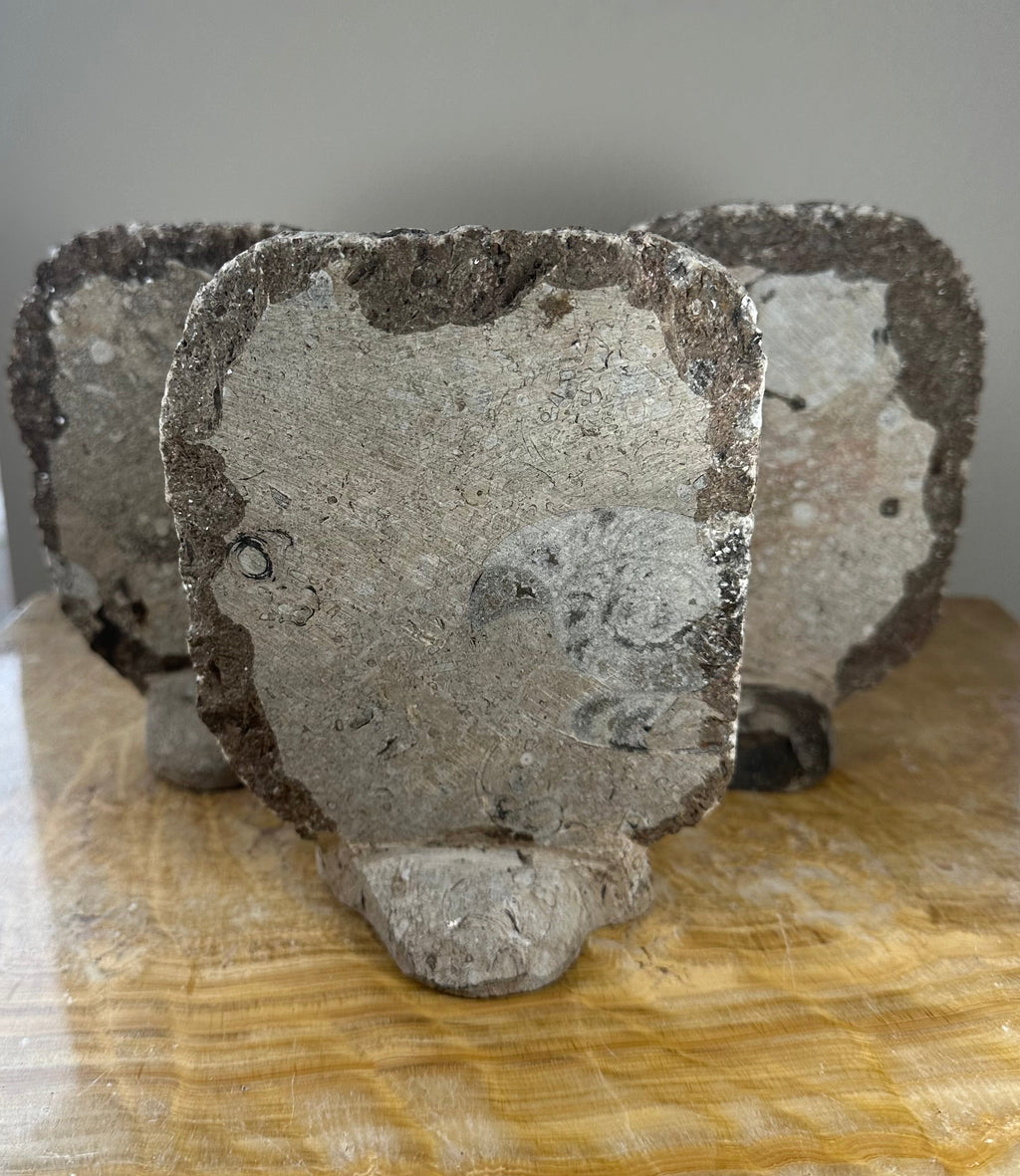 Ammonite Fossils in Matrix Sculpture by Rare Earth Gallery