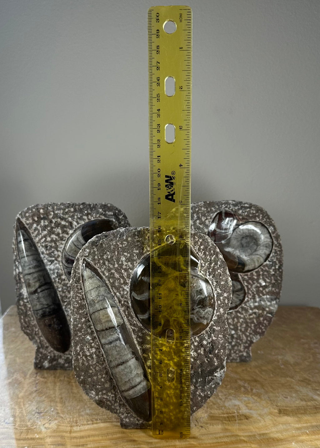 Ammonite Fossils in Matrix Sculpture by Rare Earth Gallery