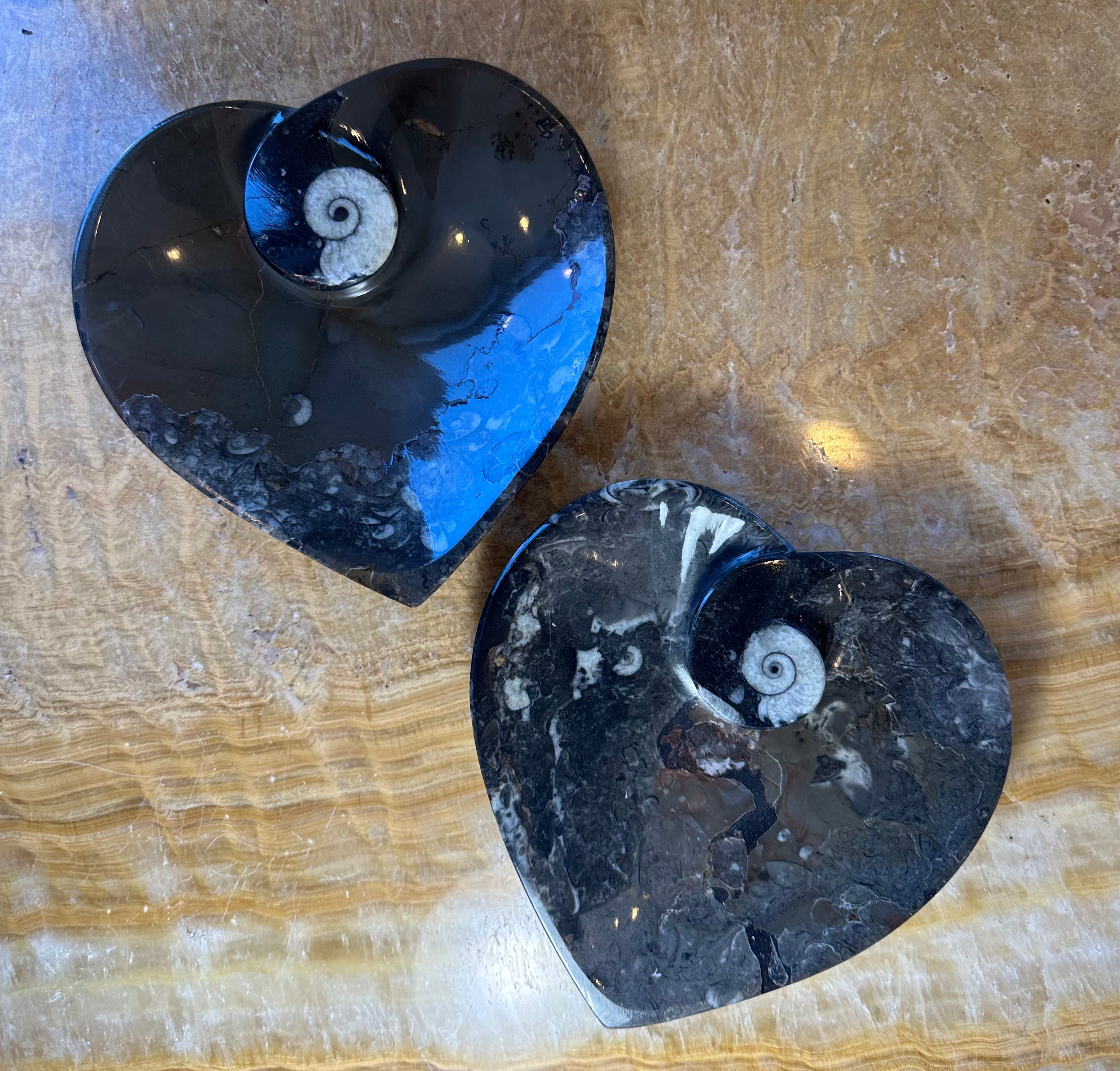 Ammonite & Orthoceras Fossils in Black Limestone Plate by Rare Earth Gallery