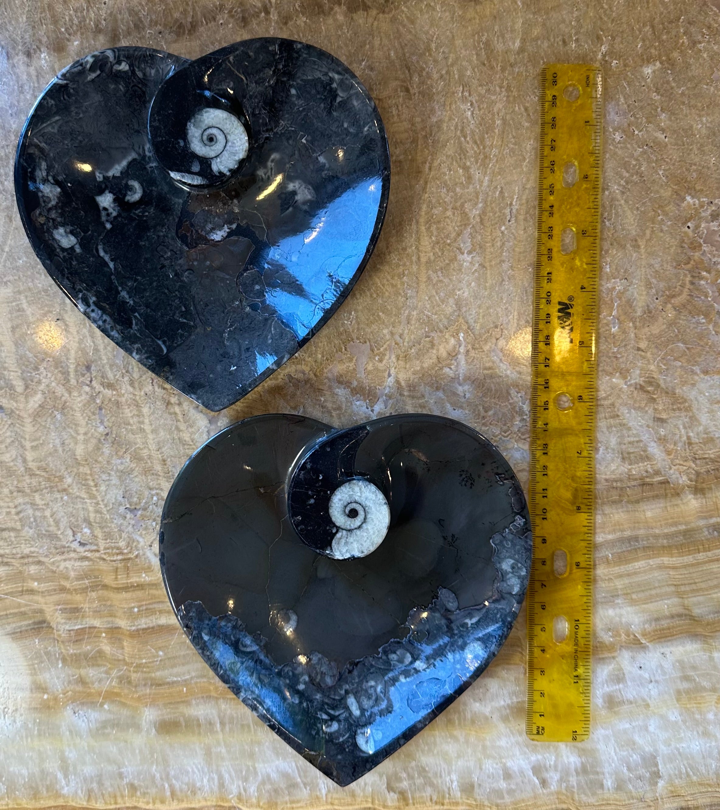 Ammonite & Orthoceras Fossils in Black Limestone Plate by Rare Earth Gallery
