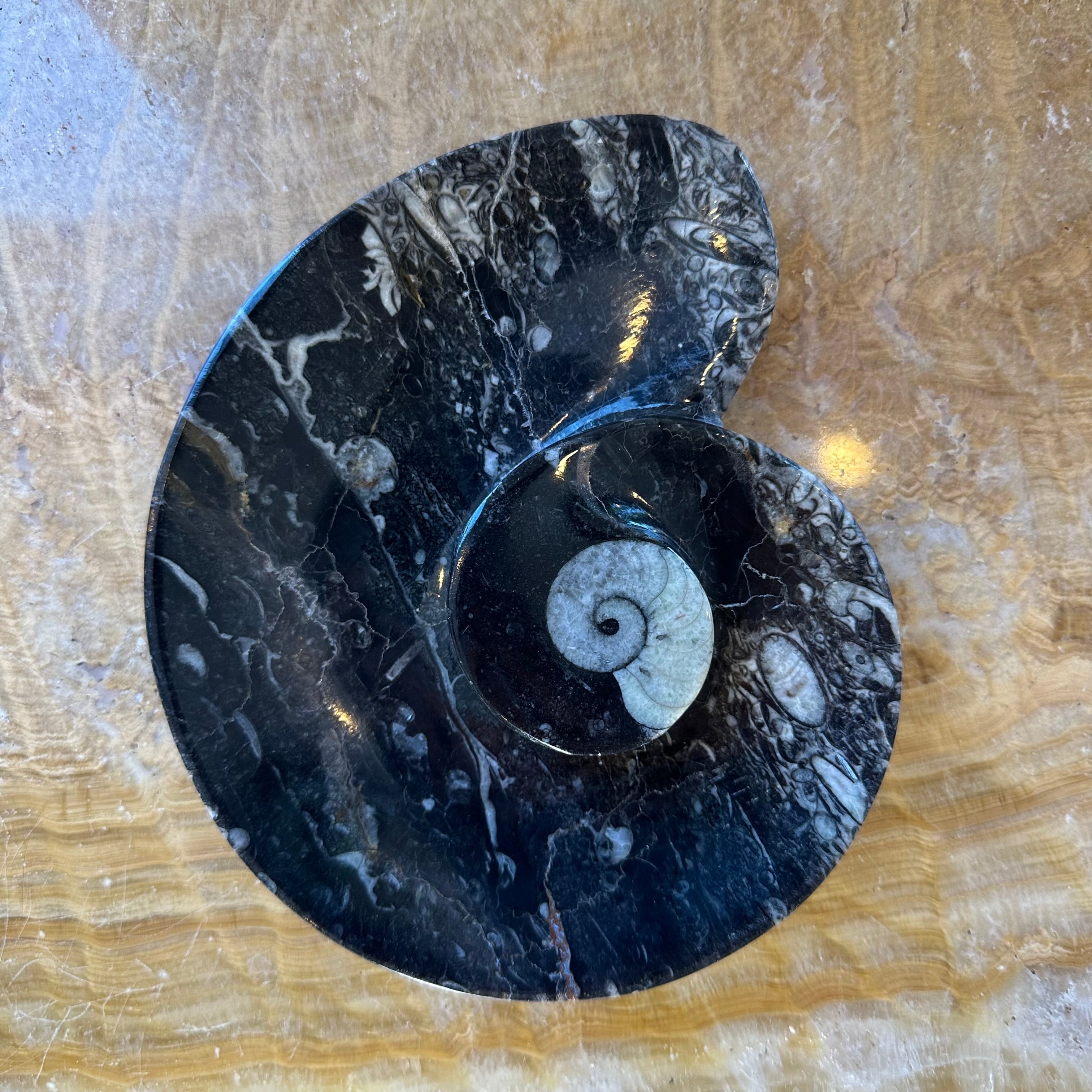 Ammonite & Orthoceras Fossils in Black Limestone Plate by Rare Earth Gallery